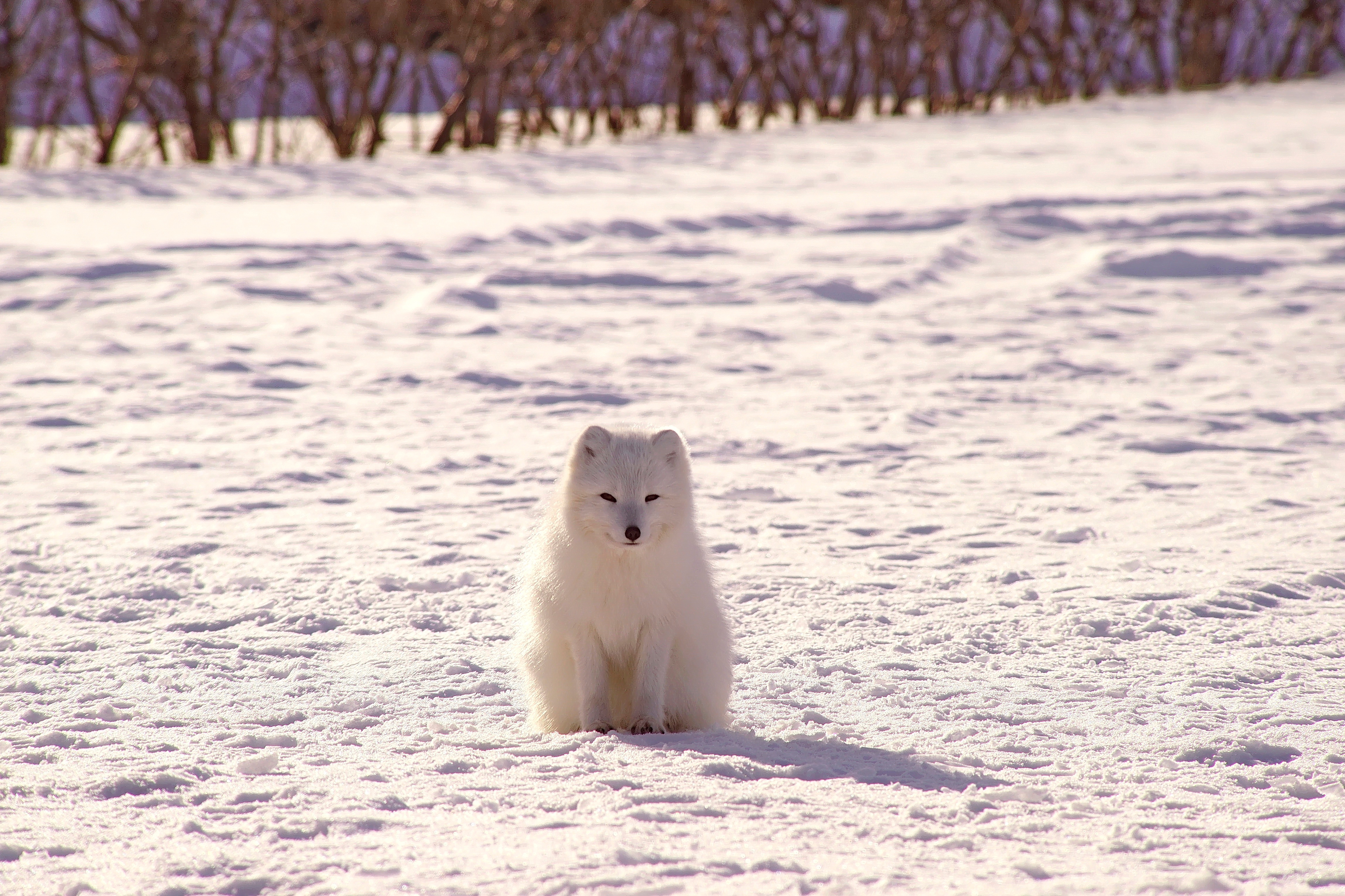 Download wallpaper 4592x3061 polar fox, arctic fox, snow HD background