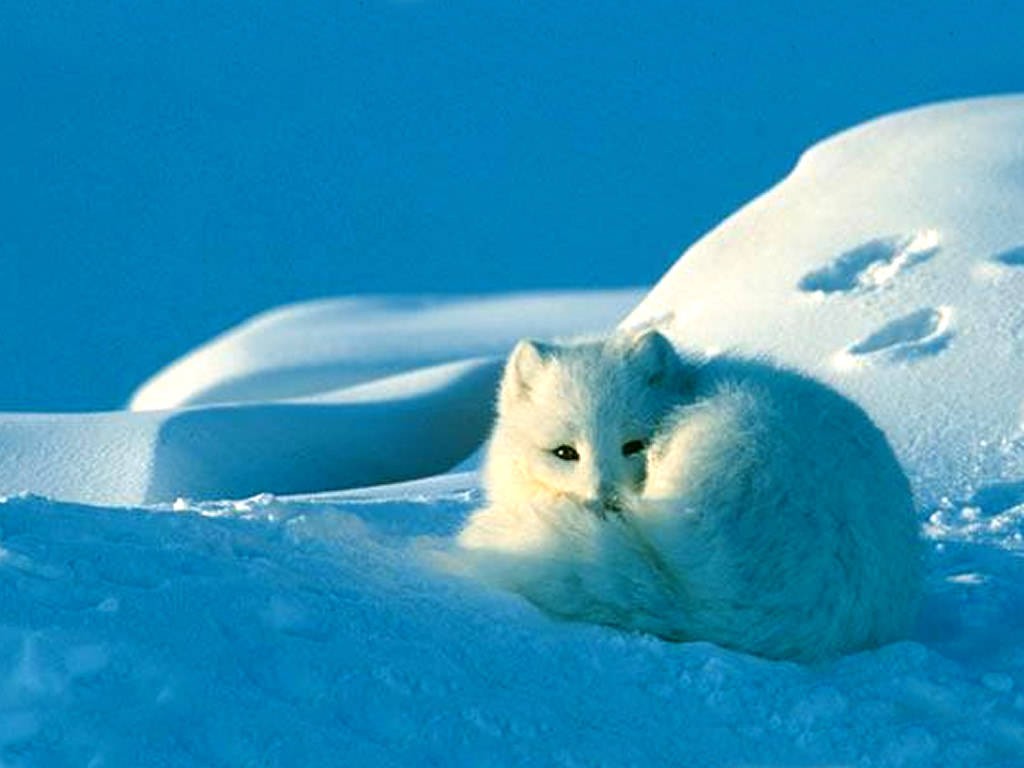 Arctic Fox Wallpaper