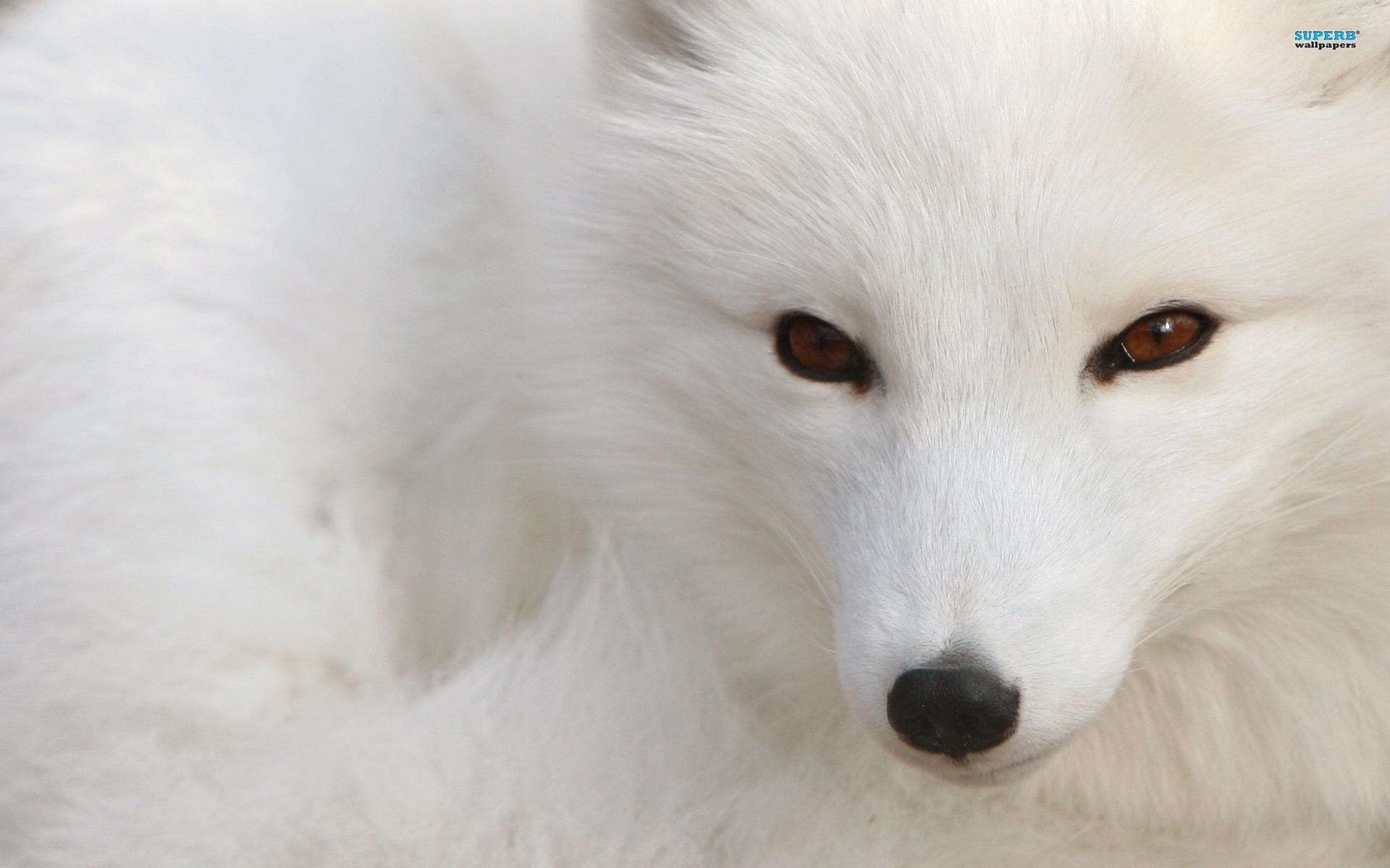 Polar Fox, animals wallpaper. Polar Fox, animals