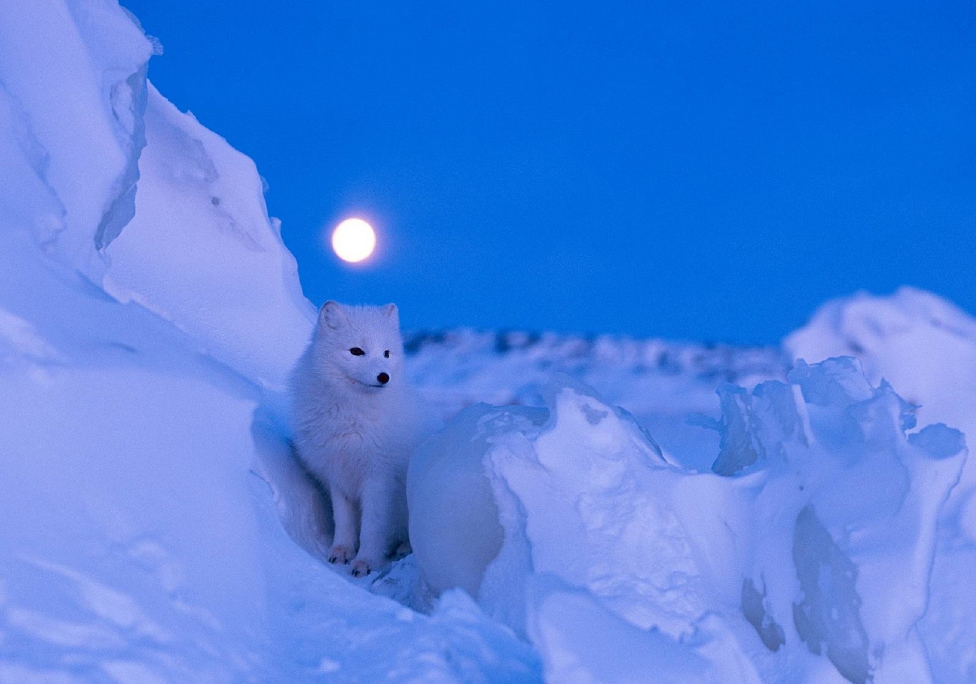 Arctic Fox Wallpaper And Background
