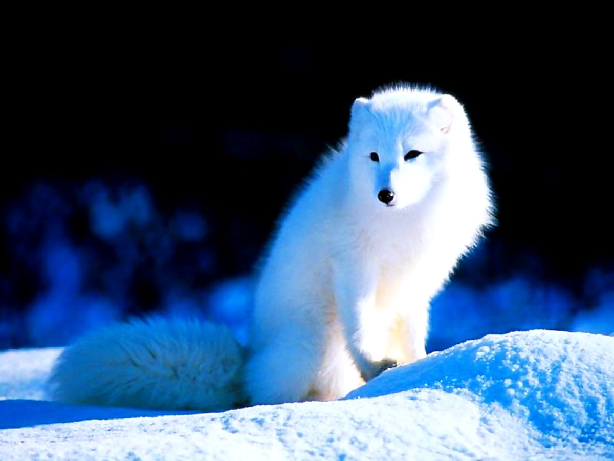 Arctic fox wallpaper HD. Download Free background