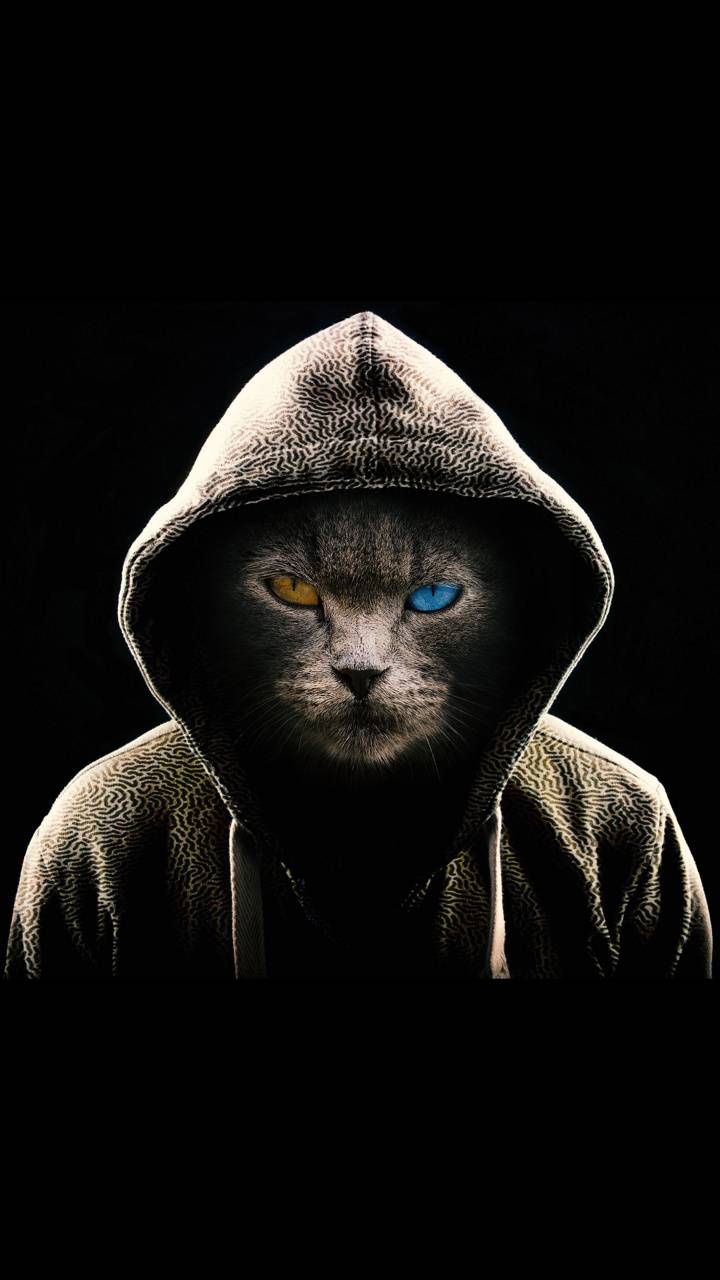 Demon Cat Wallpaper, HD Demon Cat Background on WallpaperBat