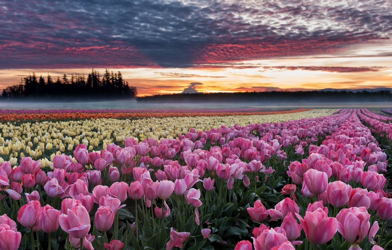 Wallpaper field, flowers, dawn, morning, Oregon, tulips, plantation image for desktop, section пейзажи