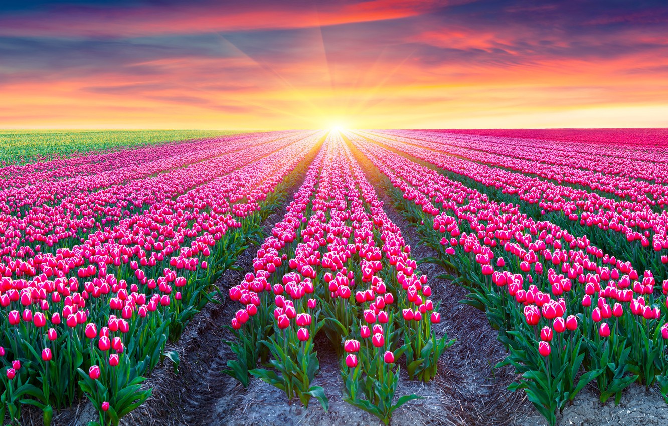 Wallpaper Sunset, Flowers, Nature, Field, Tulips, Dawn image for desktop, section природа