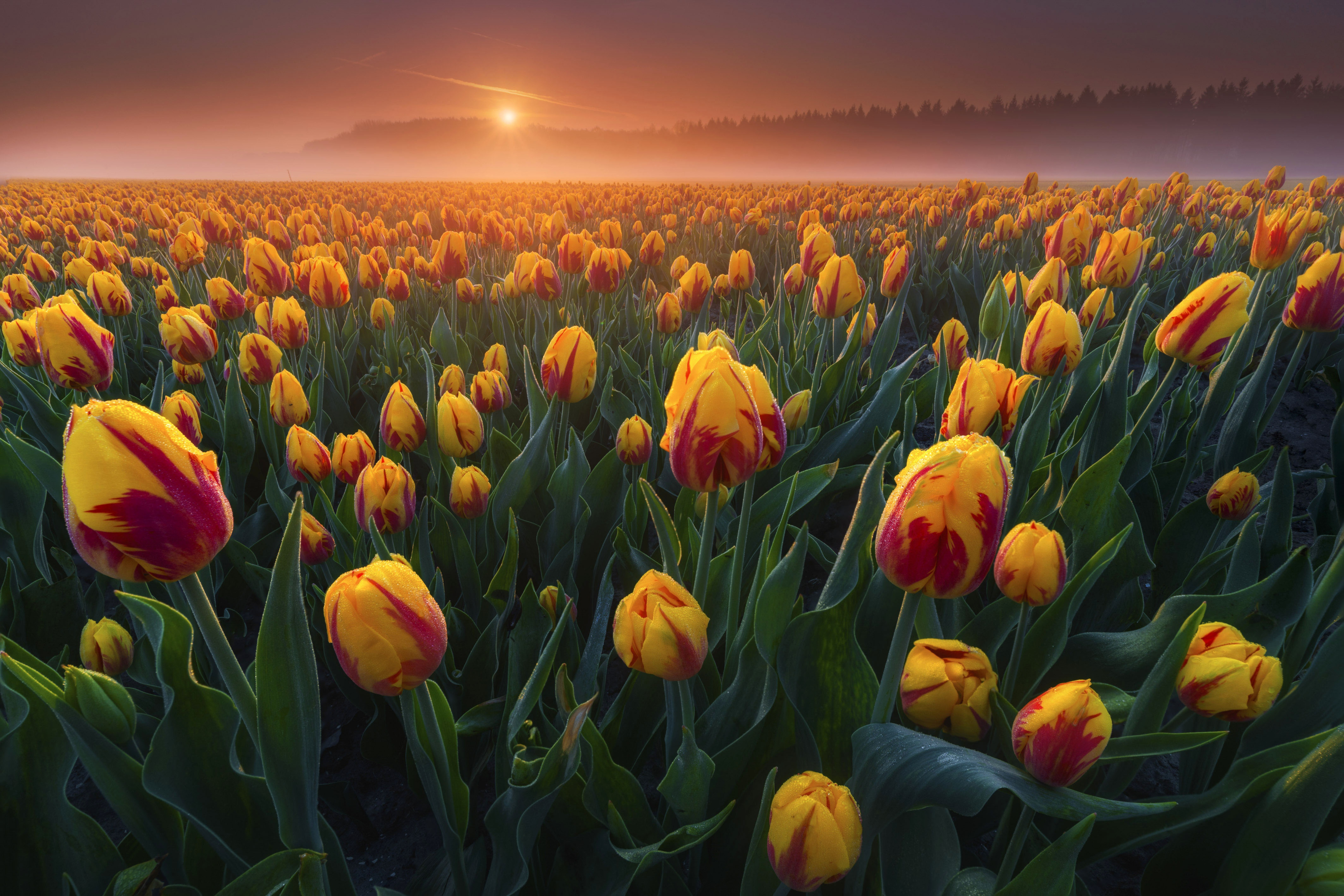 Tulip HD Wallpaper, Sunrise, Nature, Field, Summer HD Wallpaper
