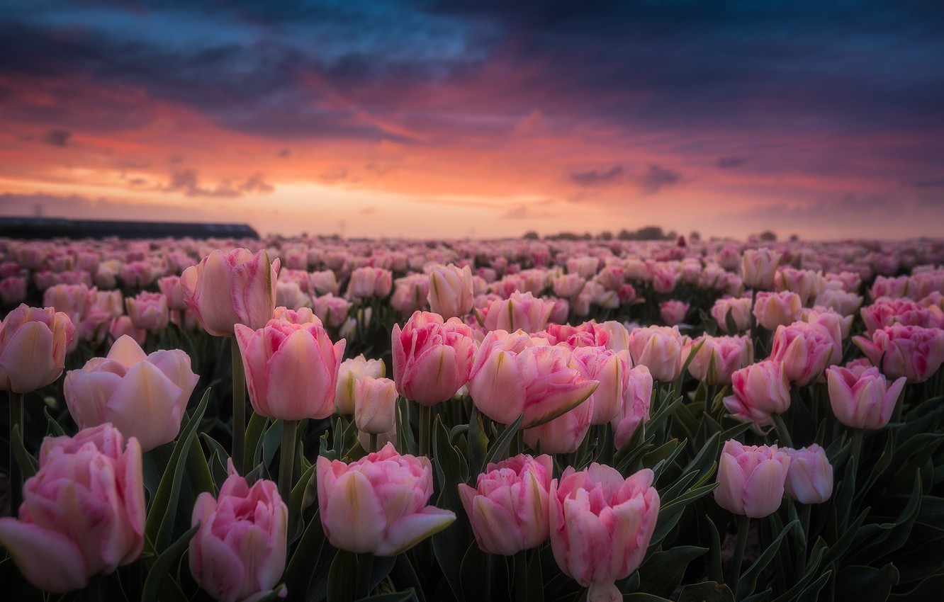 Wallpaper field, dawn, morning, tulips, pink, Netherlands, buds, a lot, plantation image for desktop, section цветы