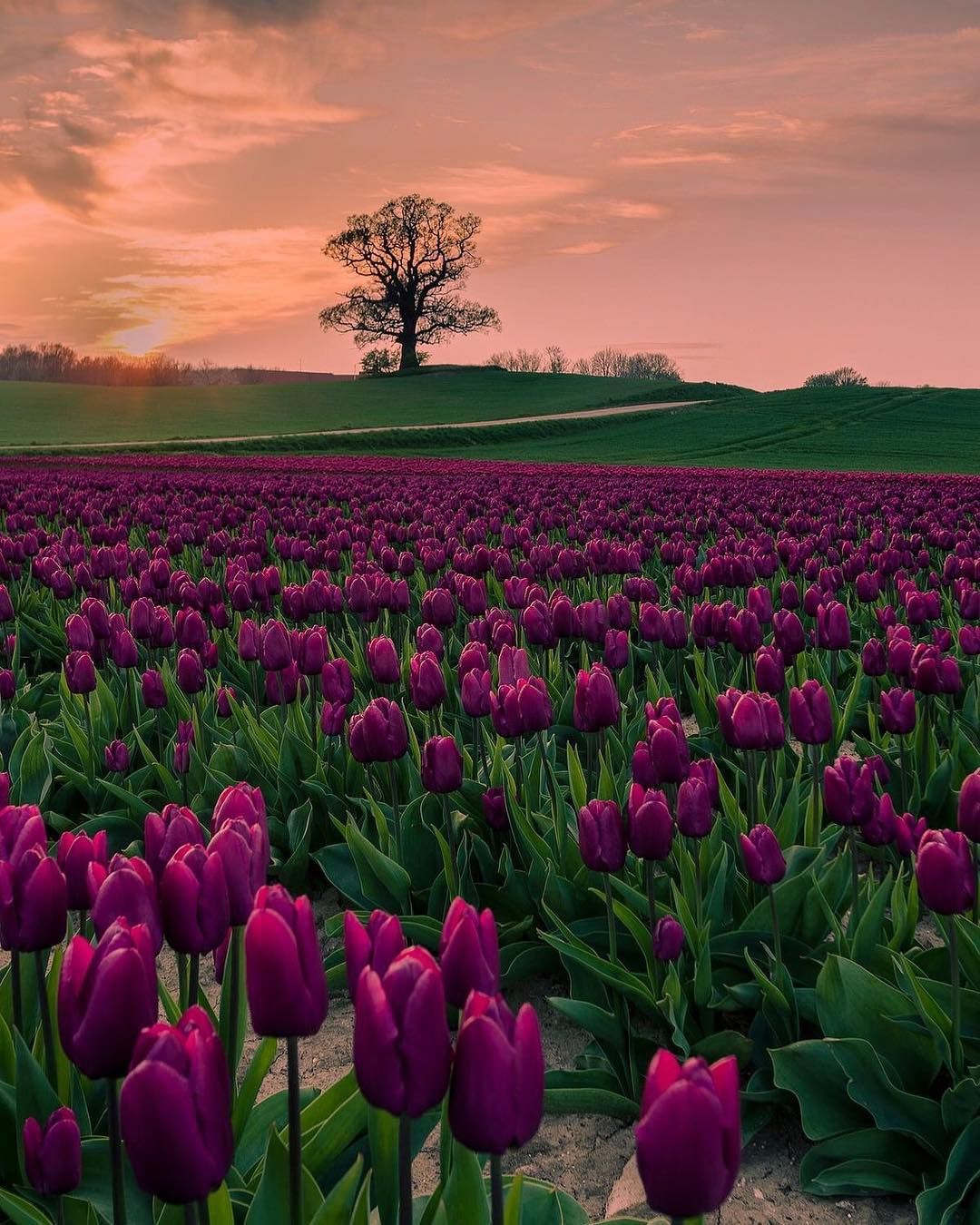 Field of tulips in the sunset !!!!