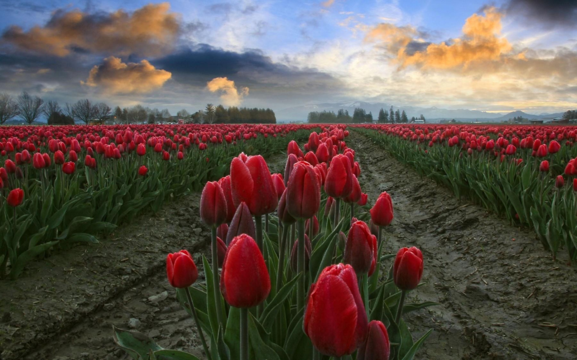 Tulip Field At Dawn Wallpapers - Wallpaper Cave