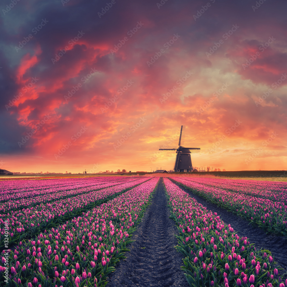 Dawn over Field of Tulip and Windmill wall mural wallpaper