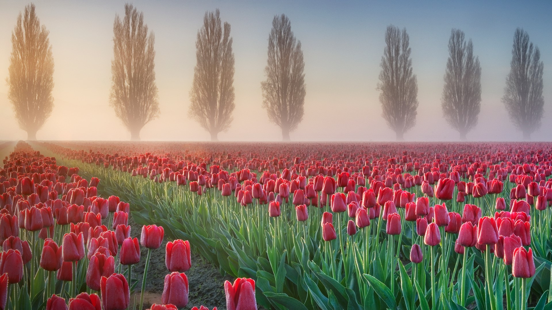 Foggy sunrise over the Skagit Valley tulip fields, Washington, USA. Windows 10 Spotlight Image