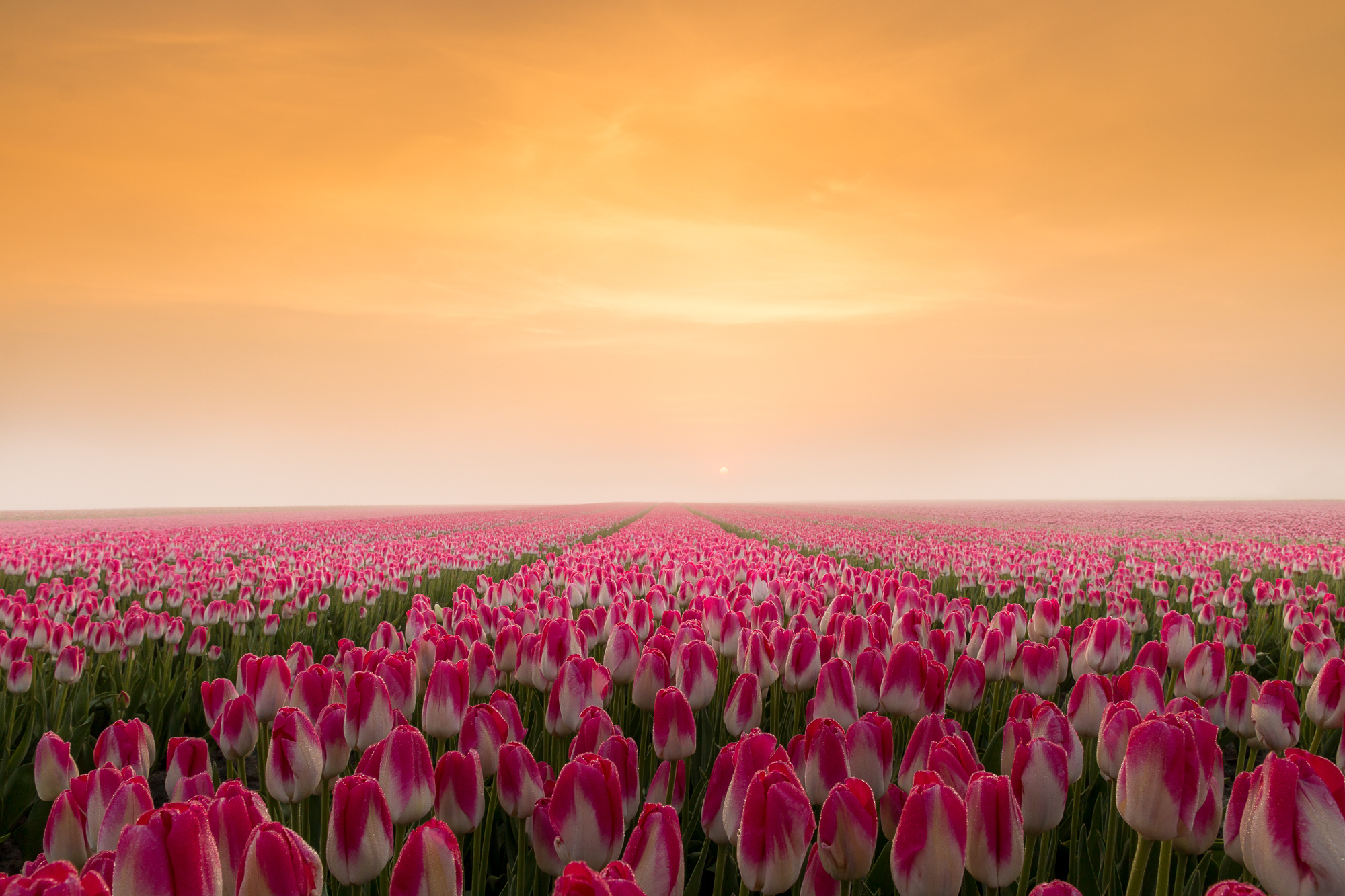 Sunrise in a Tulip Field HD wallpaper