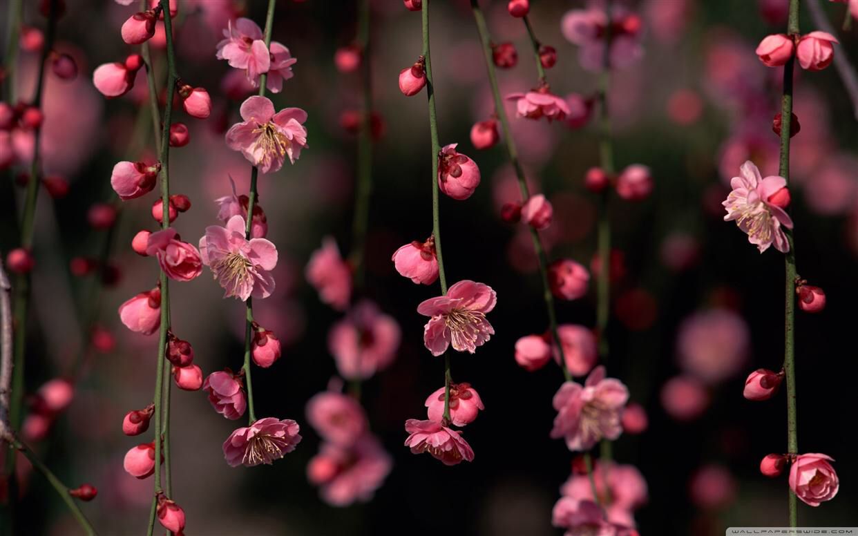 PINK. Spring flowers wallpaper, Flower desktop wallpaper, Pink flowers wallpaper