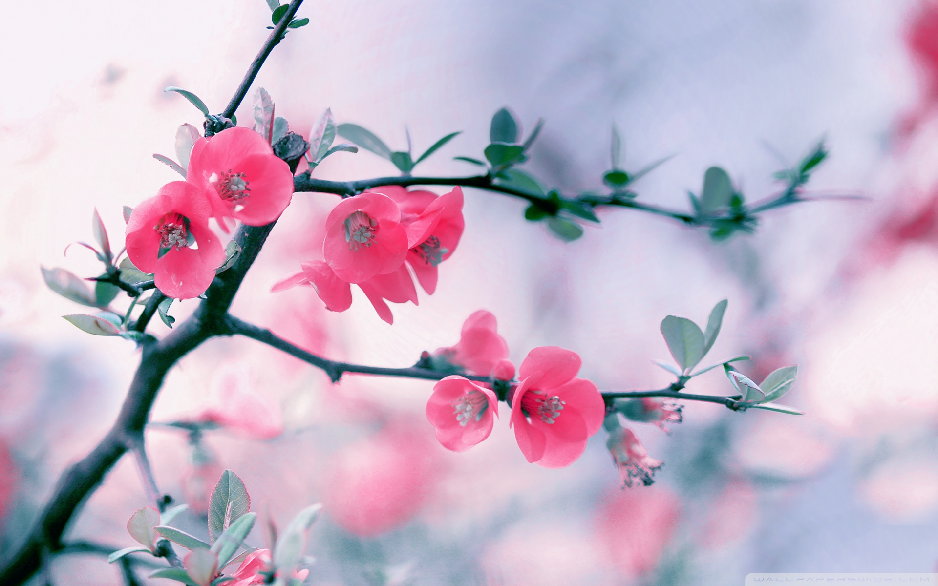 Spring pink blossoms wallpaperx1200