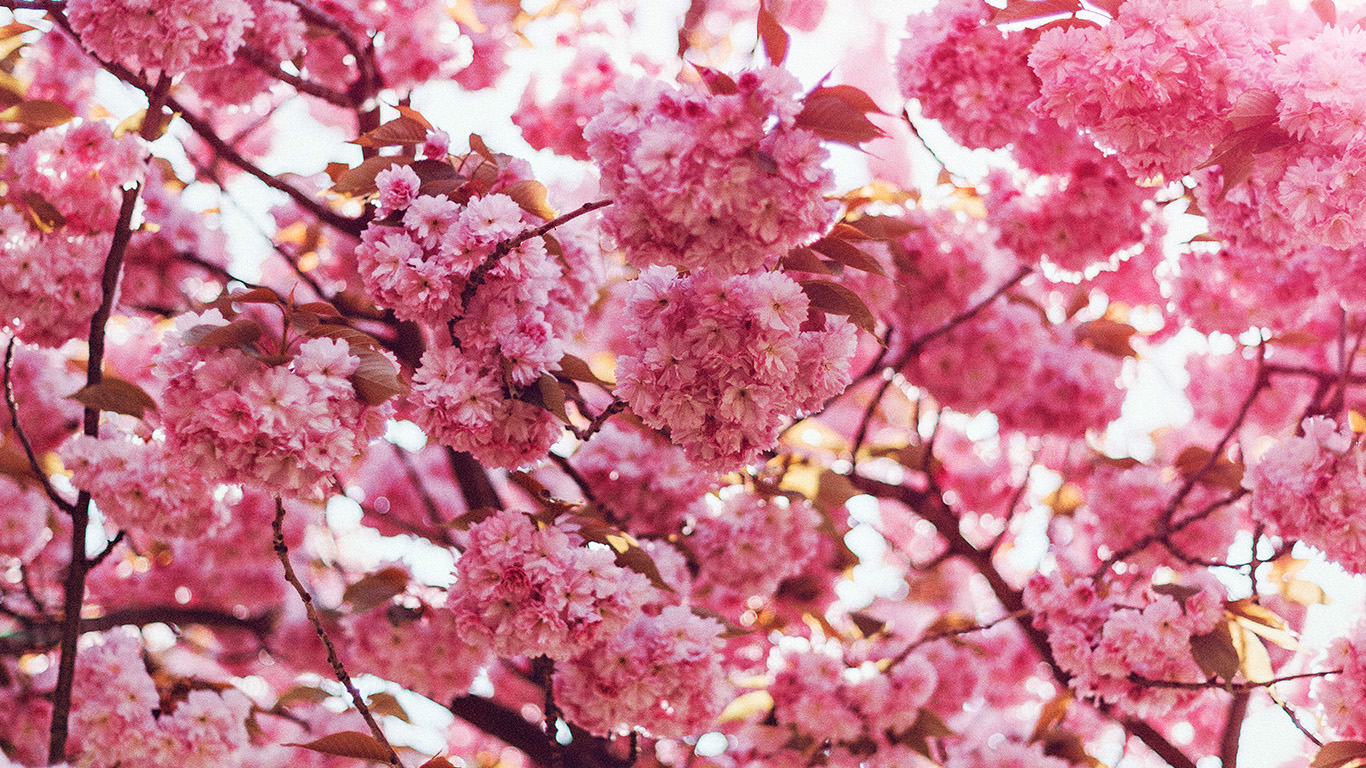 wallpaper for desktop, laptop. spring flower pink blossom bokeh nature flare