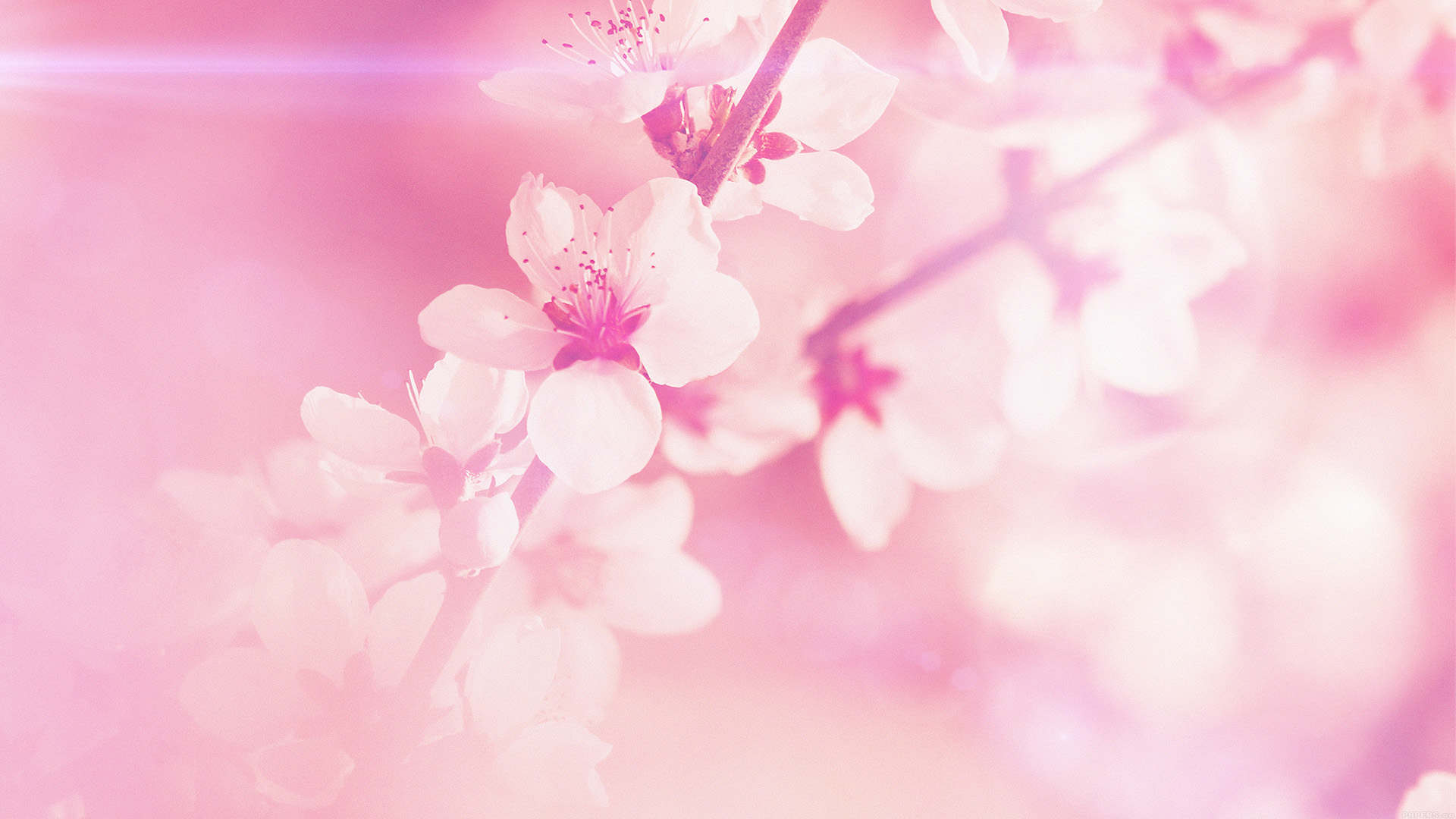 wallpaper for desktop, laptop. spring flower pink cherry blossom flare nature