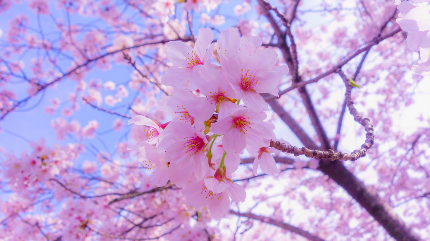 Download wallpaper 1366x768 sakura, flowers, bloom, spring, pink tablet, laptop HD background