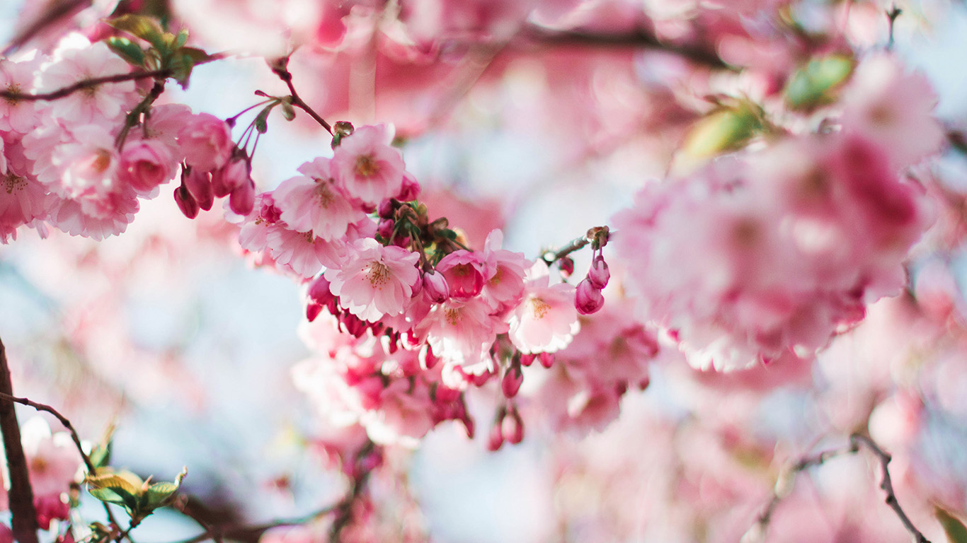 wallpaper for desktop, laptop. spring cherry blossom tree flower pink nature