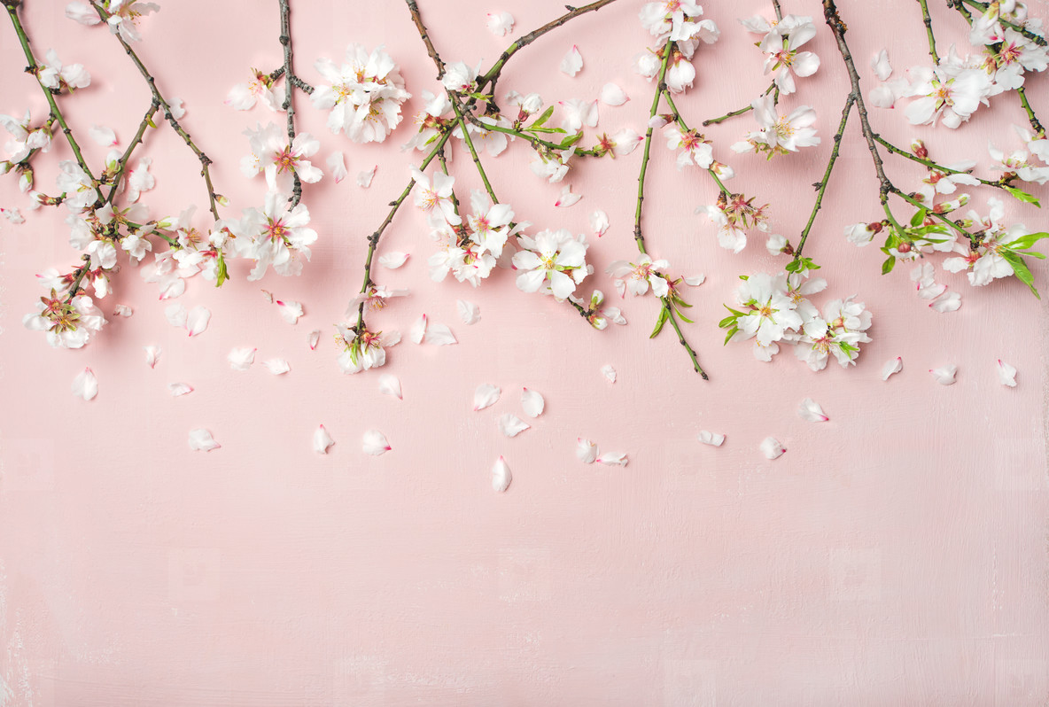 Photos Spring almond blossom flow