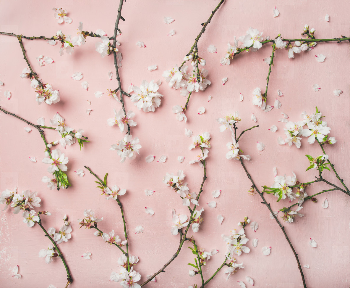 Photos Spring almond blossom flow