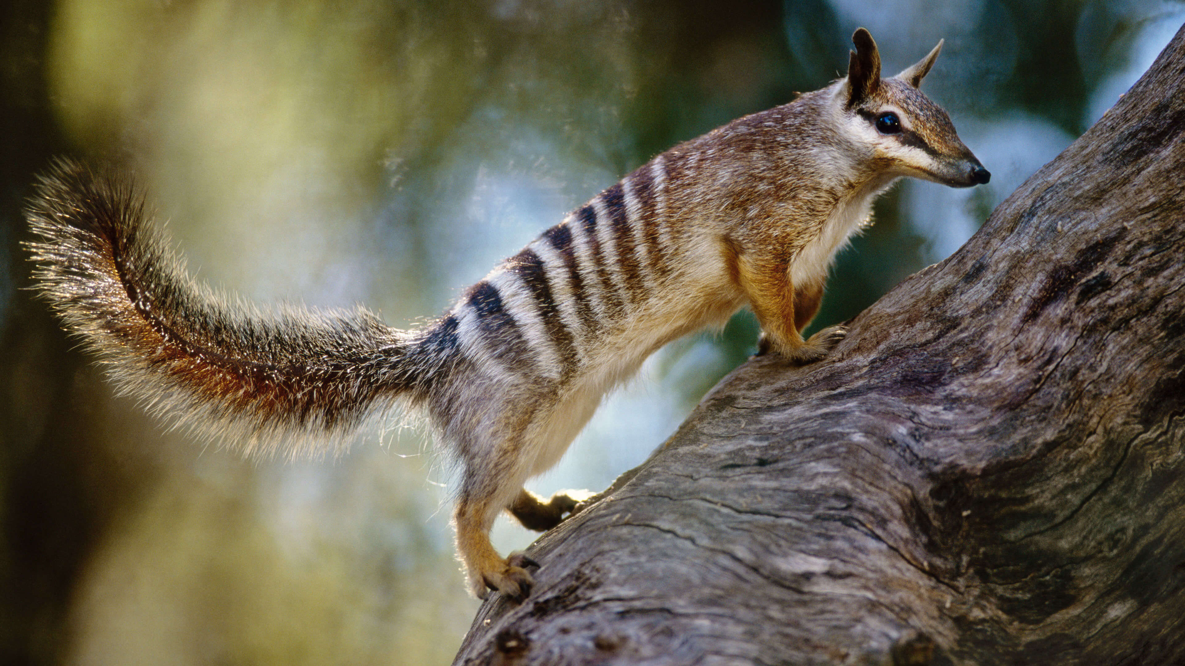 Going nuts for numbats