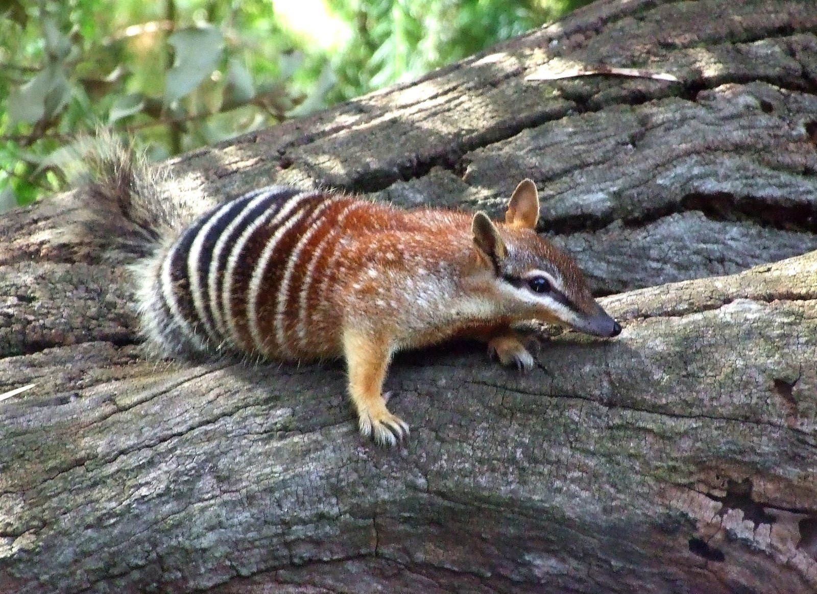 Numbat HD Wallpaper and Background Image