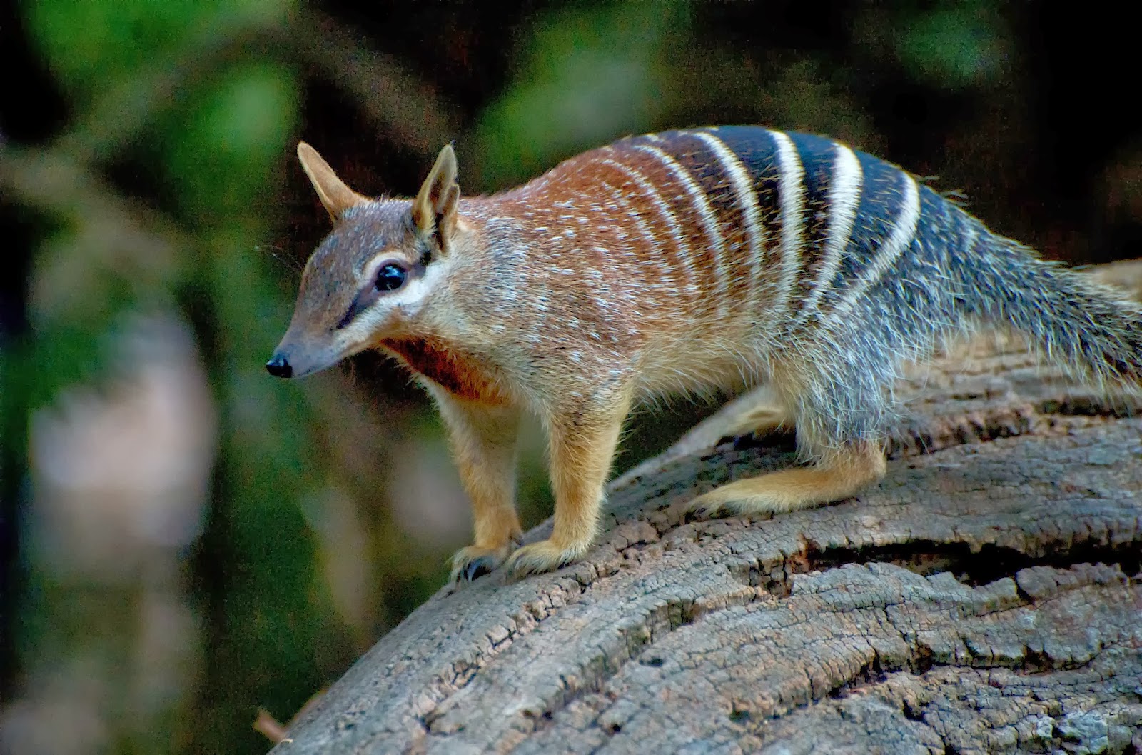 Numbat wallpaper, Animal, HQ Numbat pictureK Wallpaper 2019