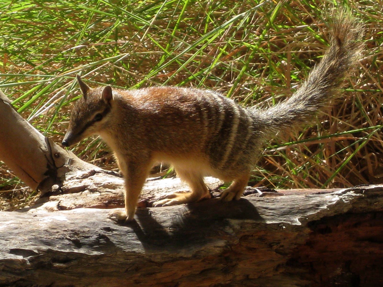 Numbat Wallpaper and Background