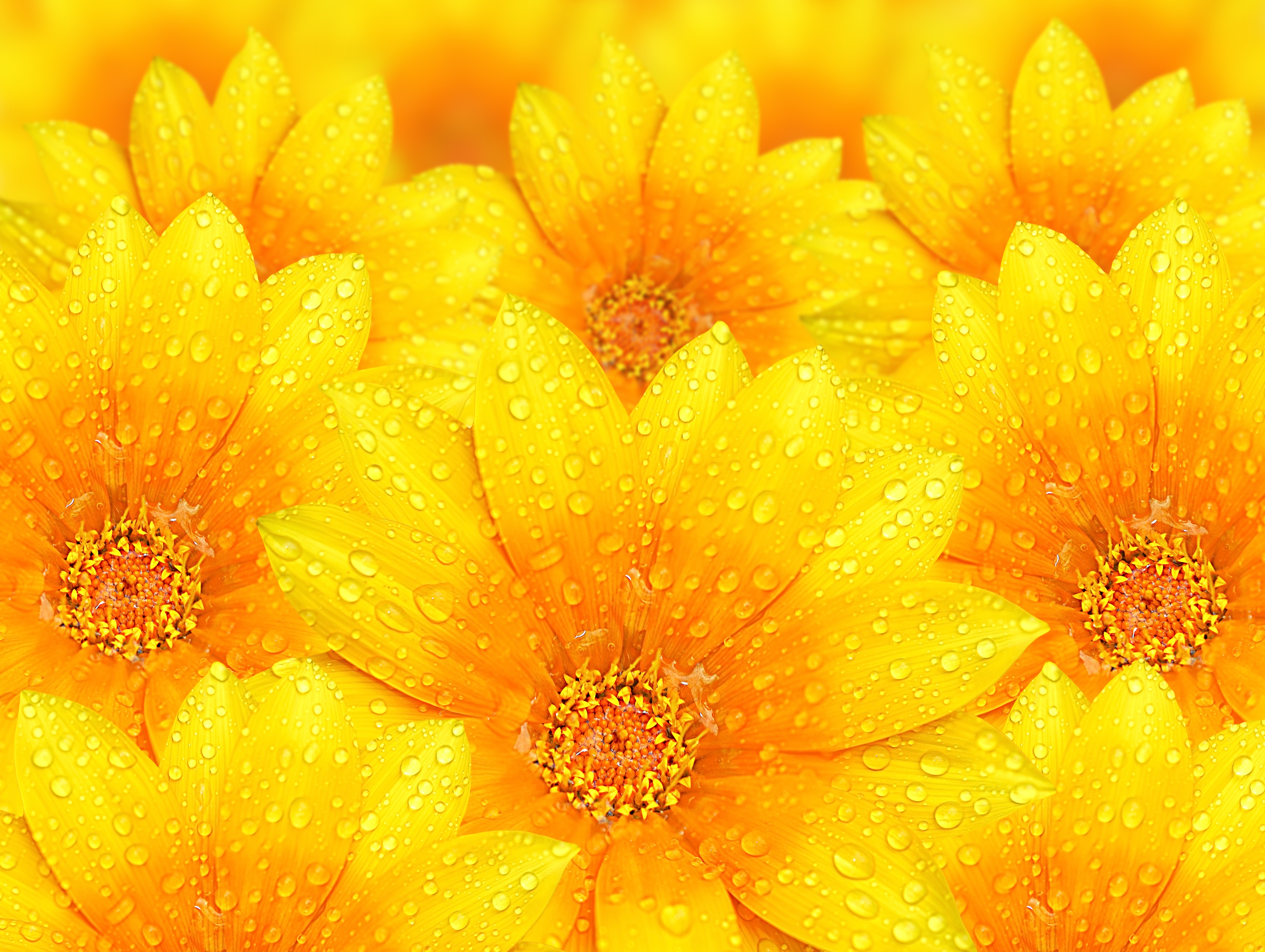 Yellow Flowers HD Cover Yellow Flower Background
