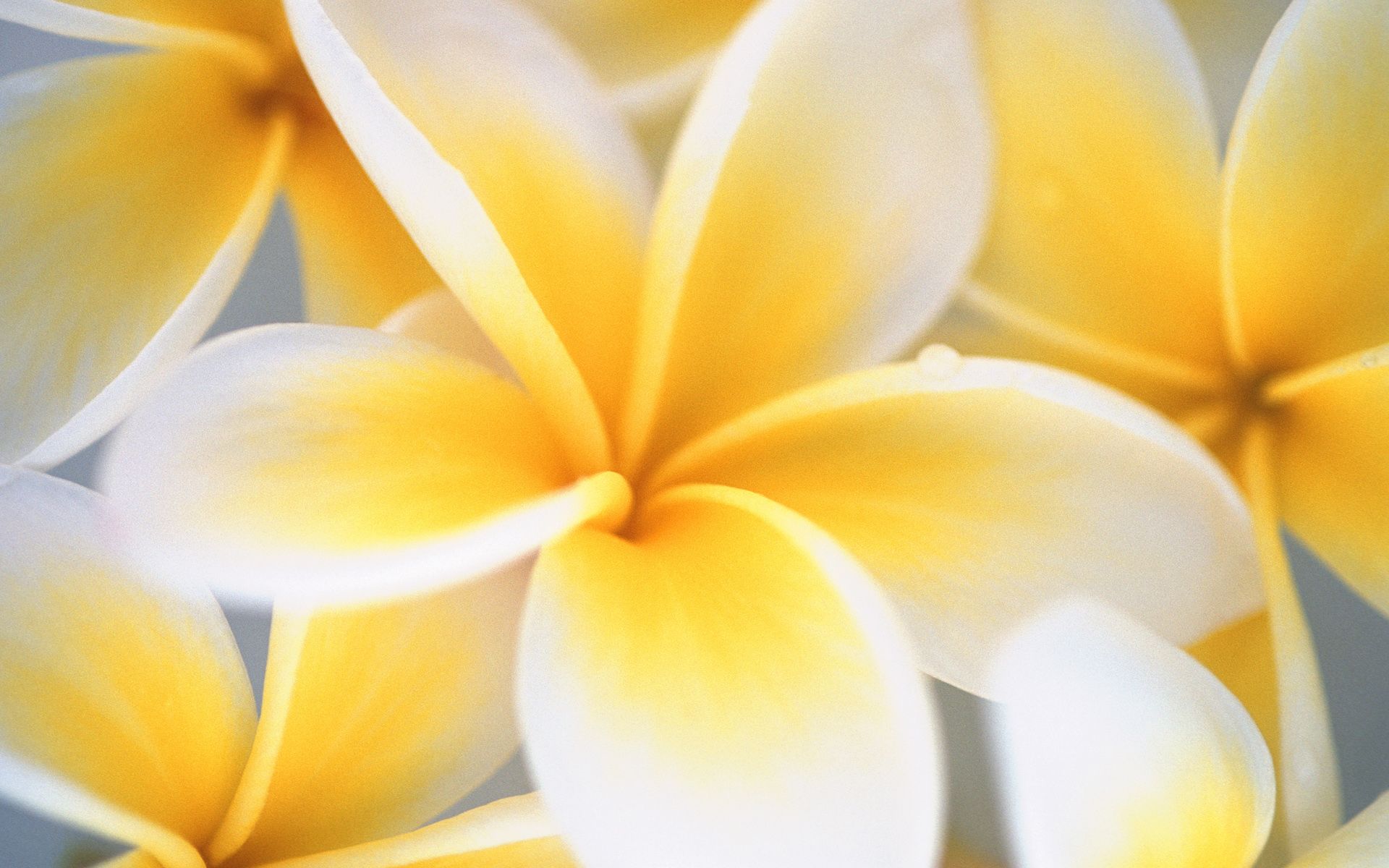 Yellow and White Flower Wallpaper Free Yellow and White Flower Background
