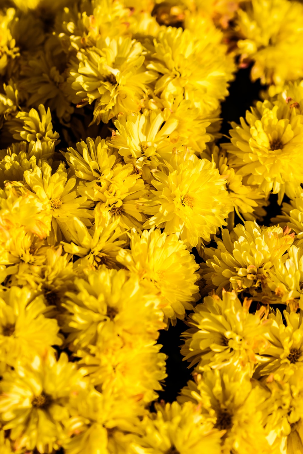 Yellow Flowers Picture. Download Free Image