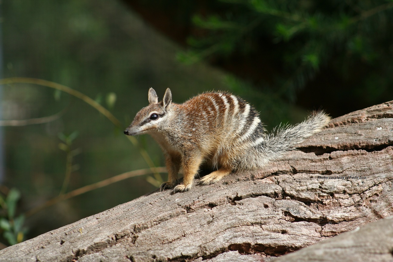 The Numbat