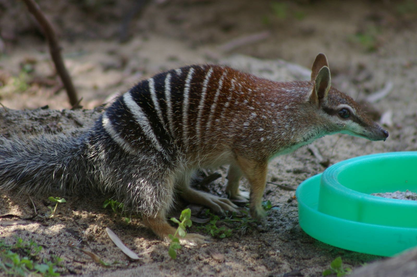 Numbat Wallpaper and Background Imagex1064