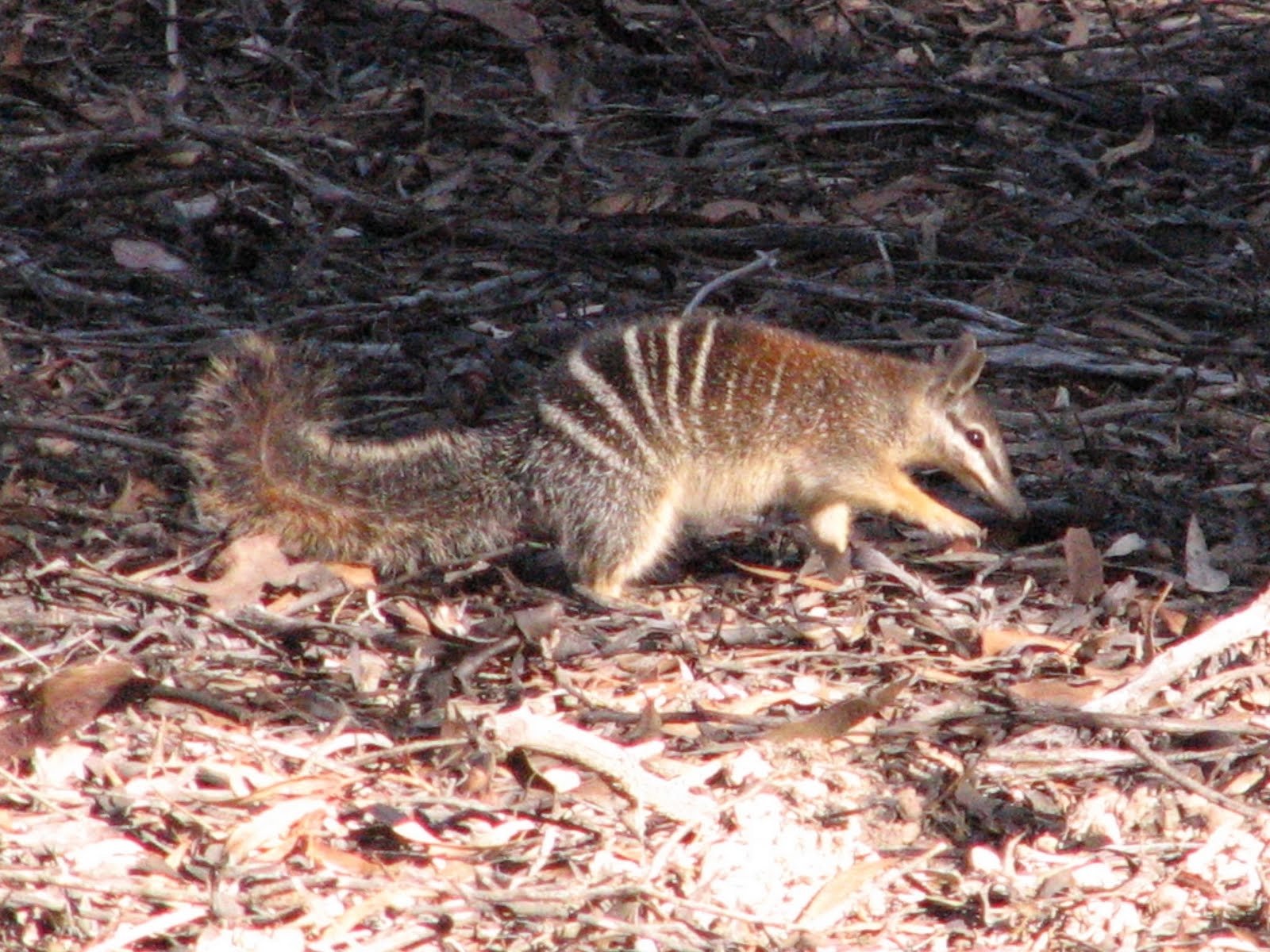 Numbat Wallpaper and Background Imagex1200