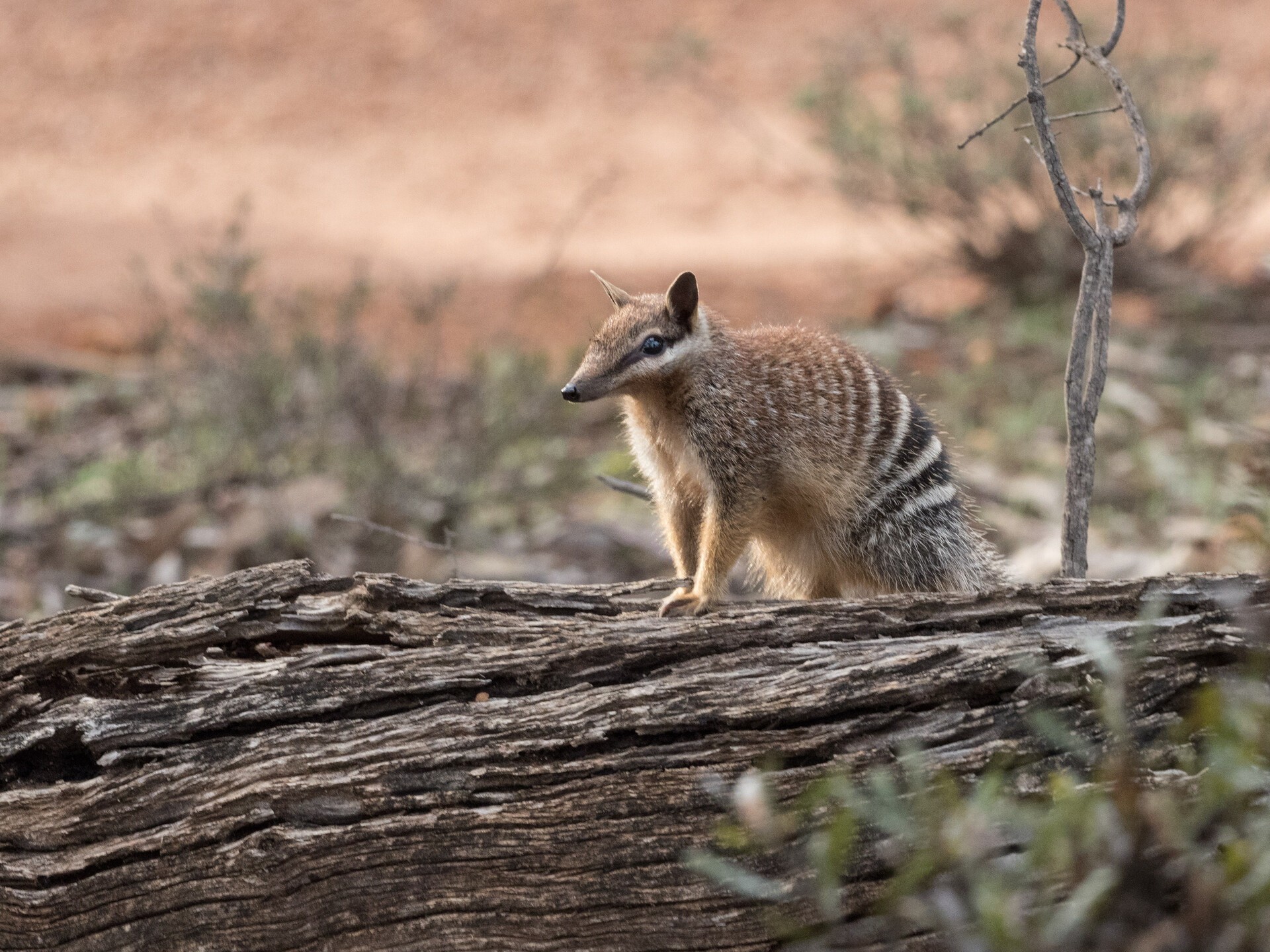 Numbat photo win special award Life Vets International