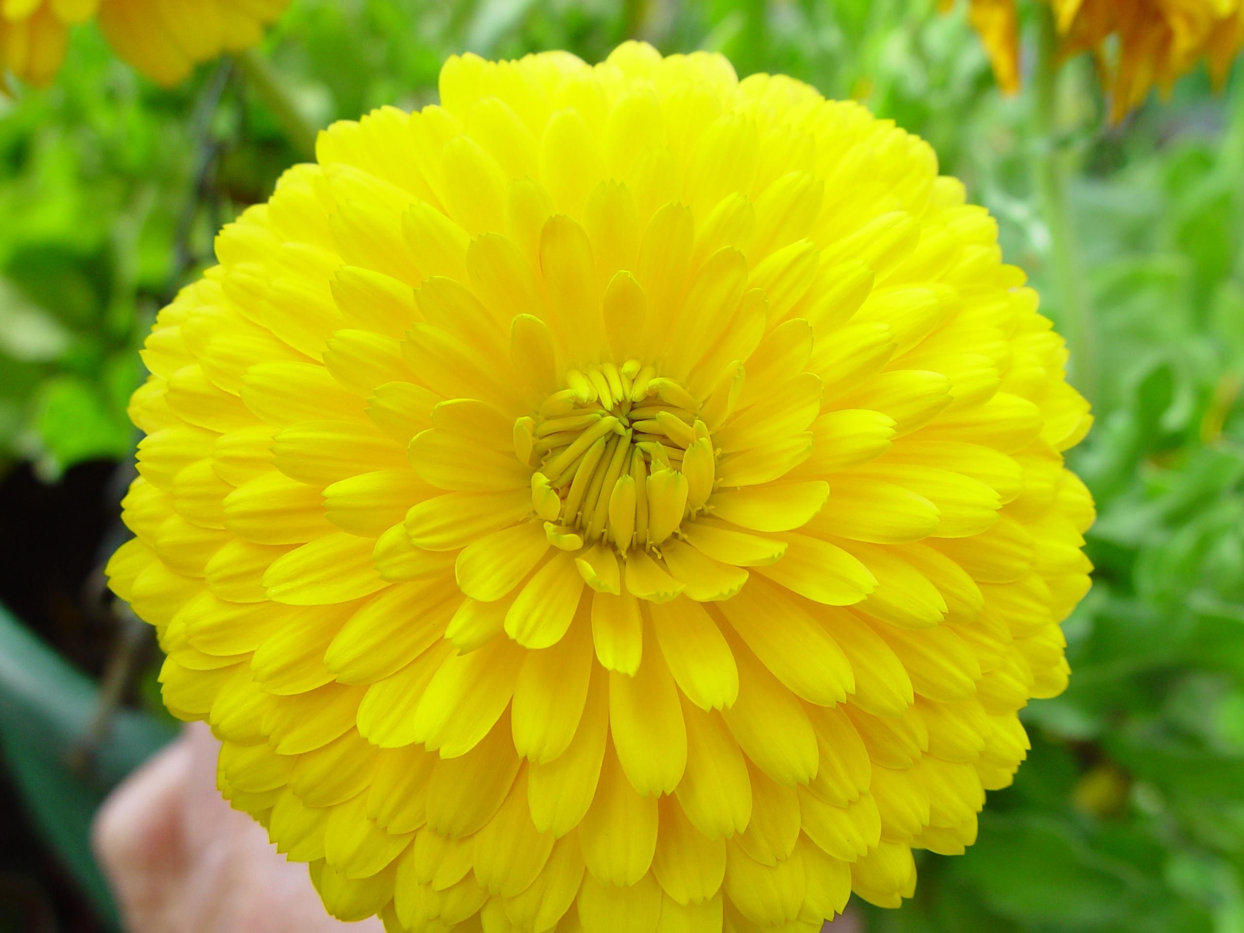 Free photo: Bright Yellow Flower, Vivid, Summertime