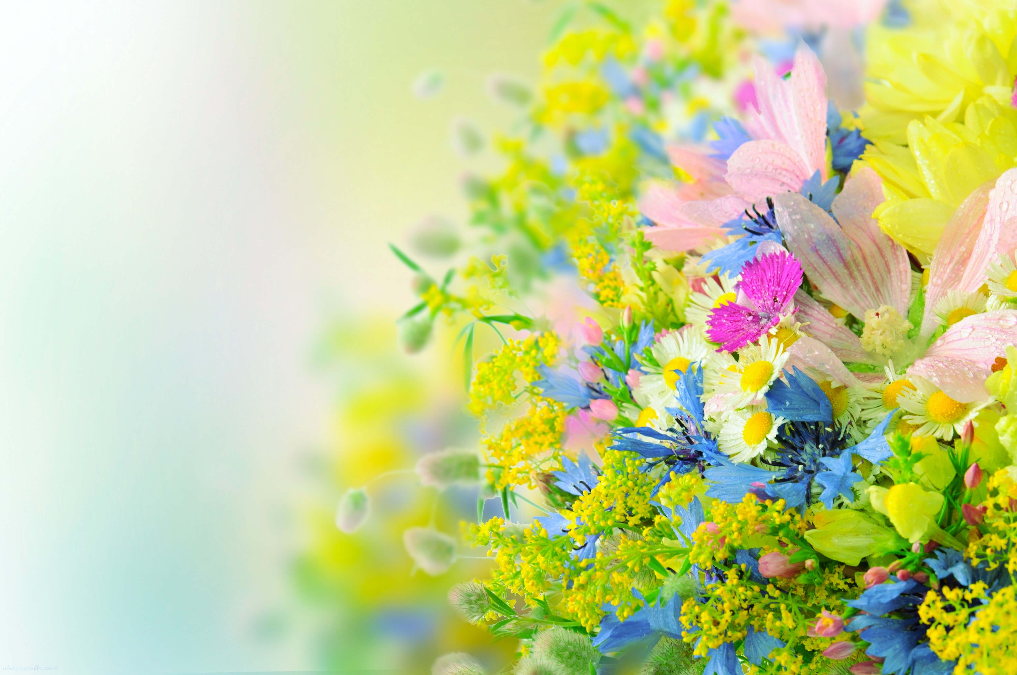 Bright Flower Desktop Wallpaper Free Bright Flower Desktop Background