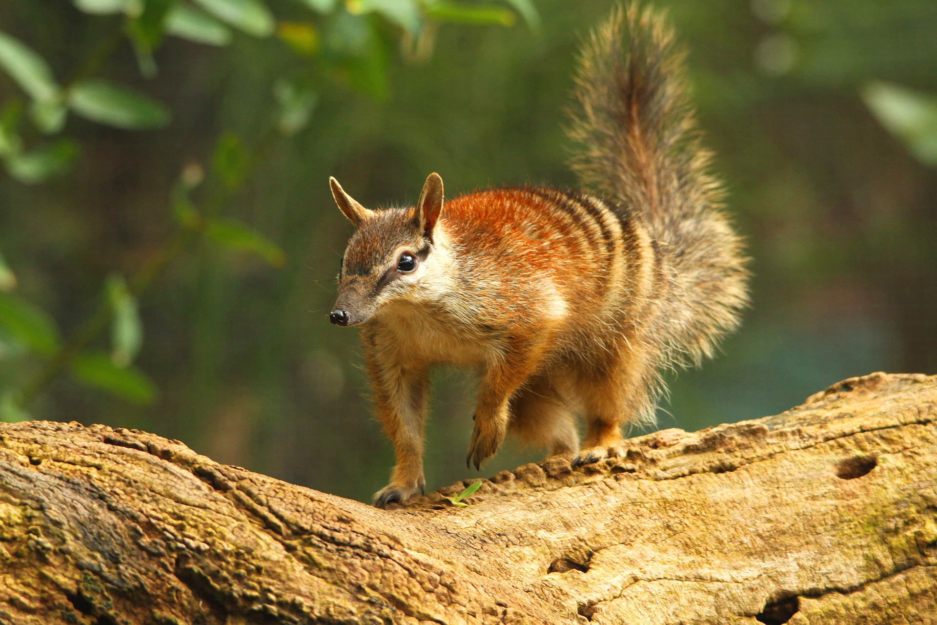 Scientists Sequence Genome of Numbat