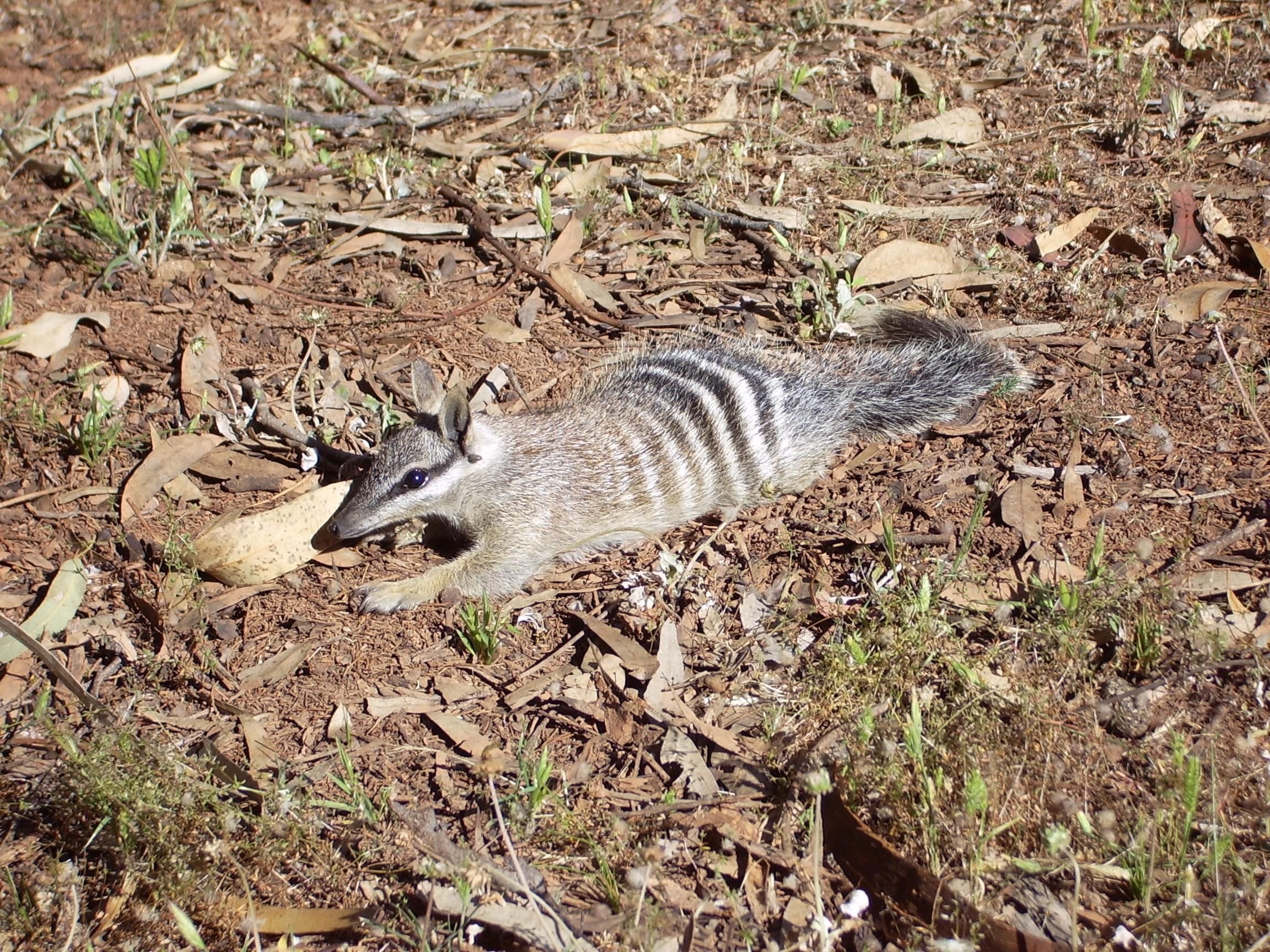 Free picture: numbat, myrmecobius, fasciatus