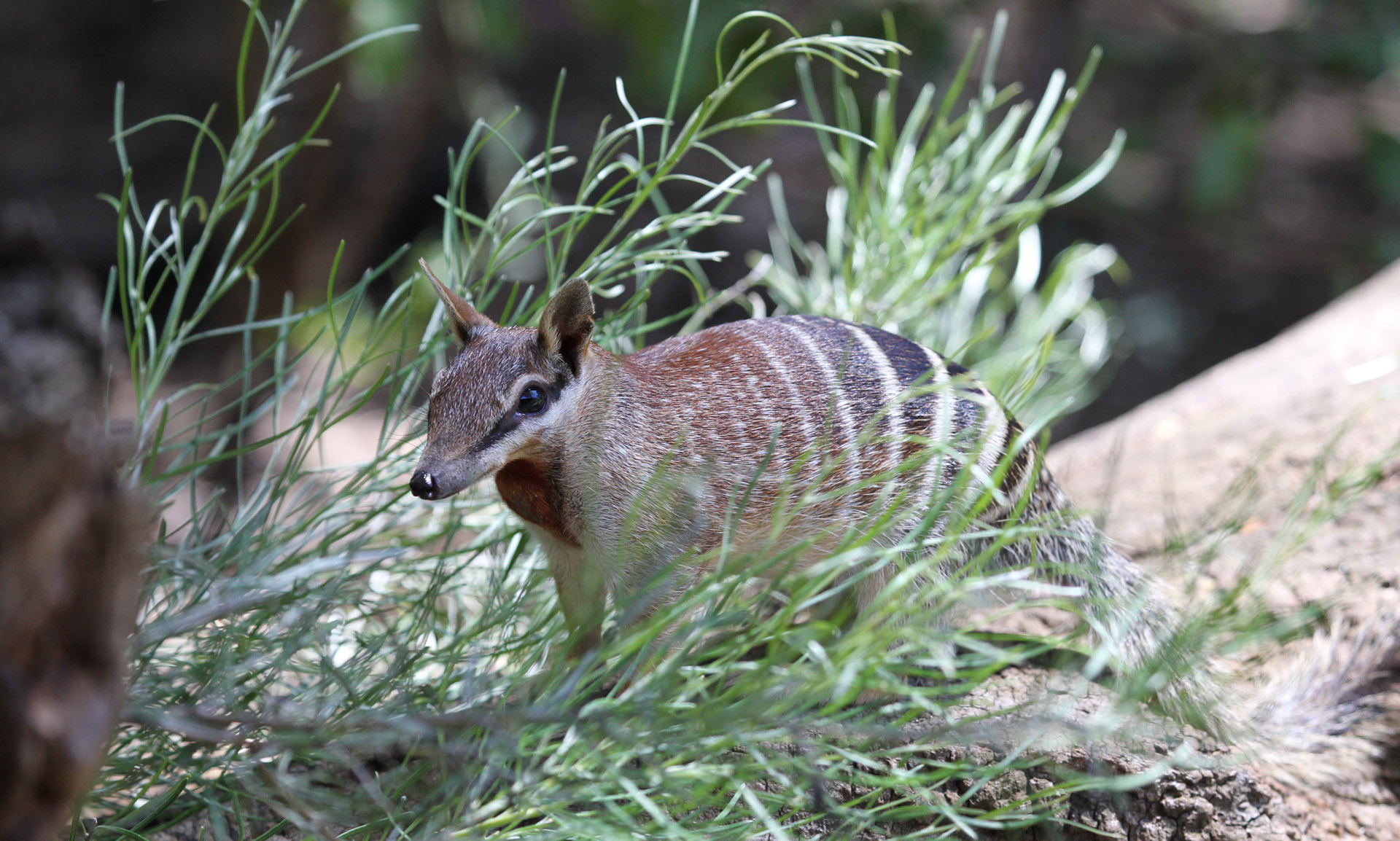 Download numbat image for free