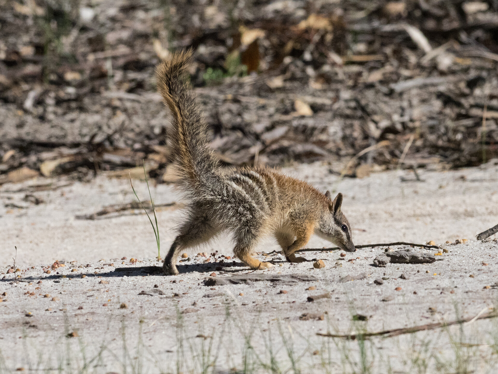 Numbat photo win special award Life Vets International