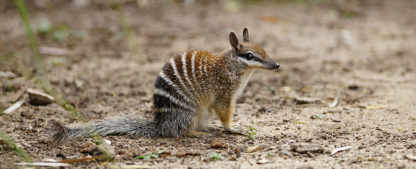 Numbat Symbolism, Dreams, and Messages Animal Totems