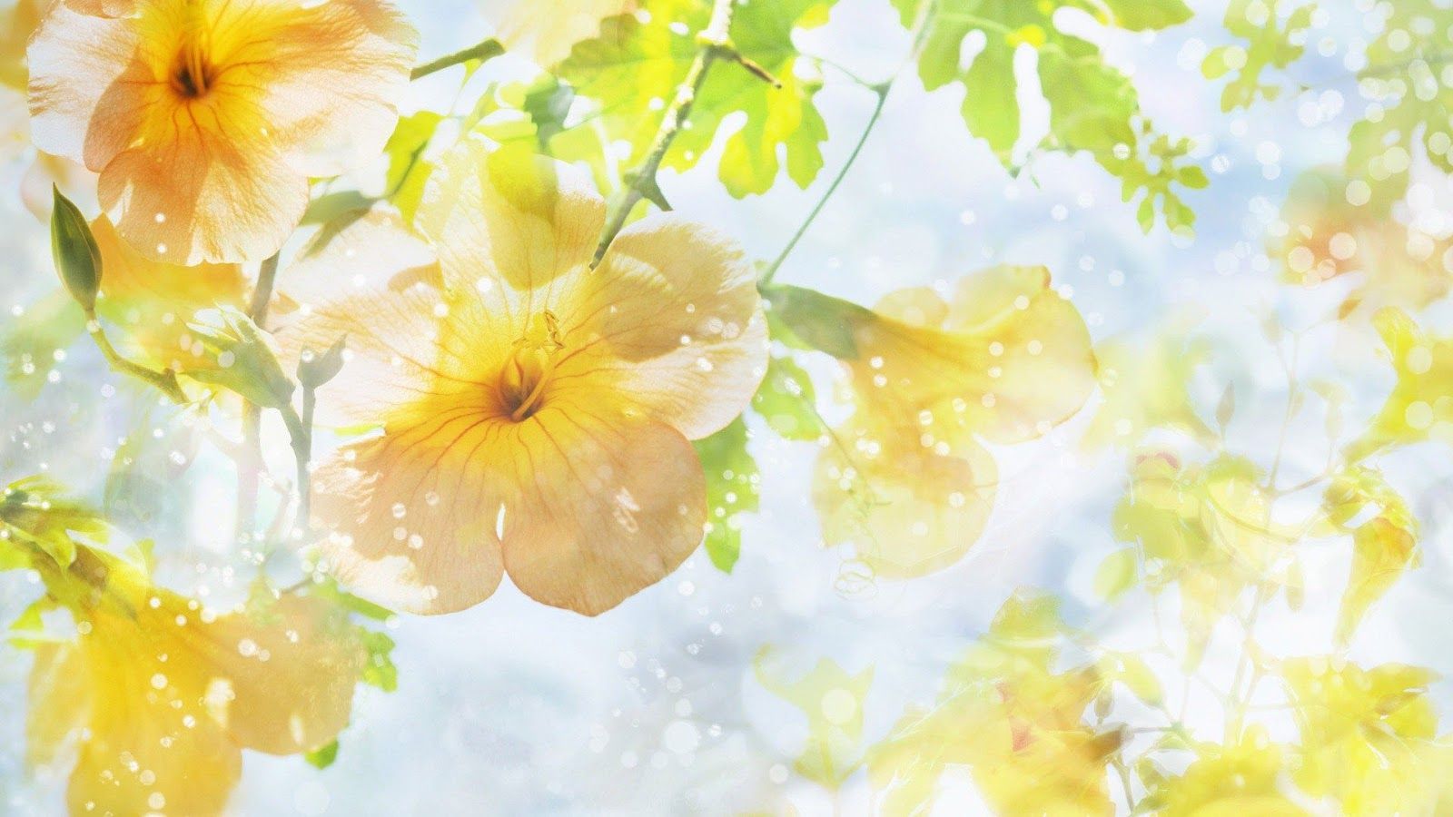 Yellow Flower Desktop Wallpaper