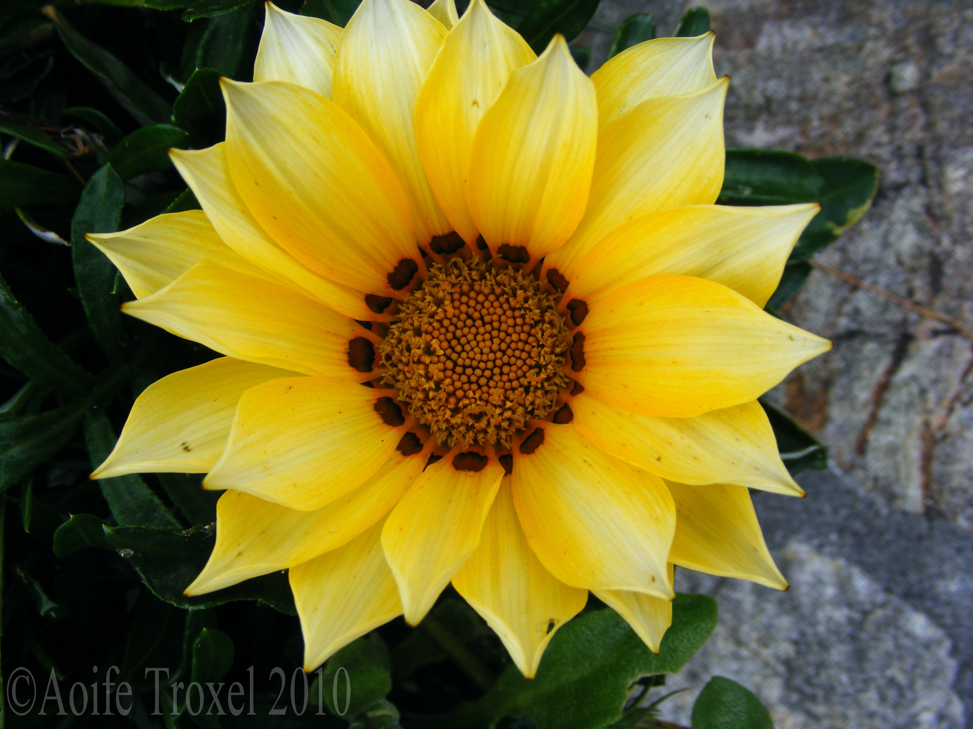 Free photo: Yellow Flower, Garden, Growth
