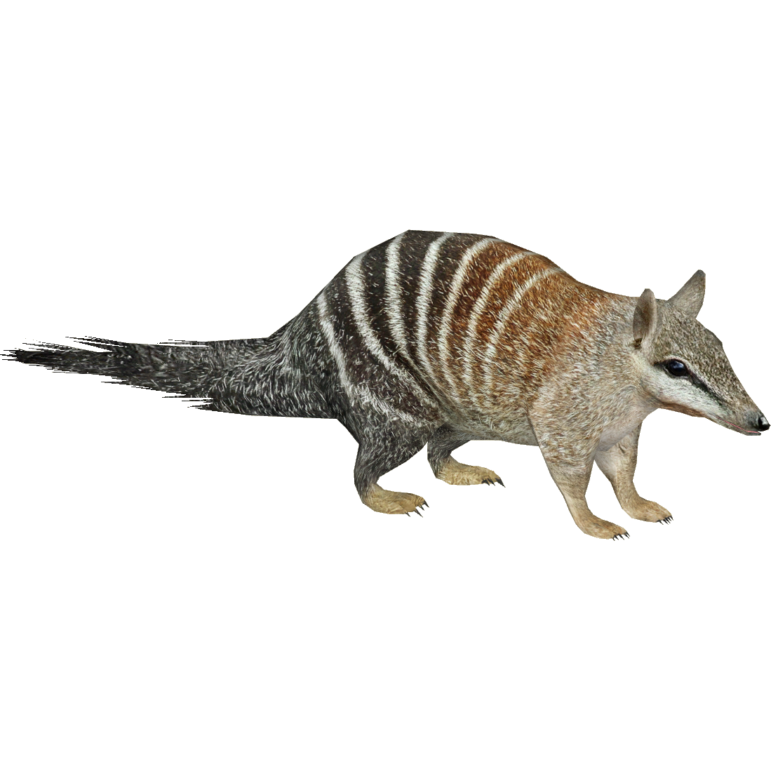 Numbat (Nessich). ZT2 Download Library