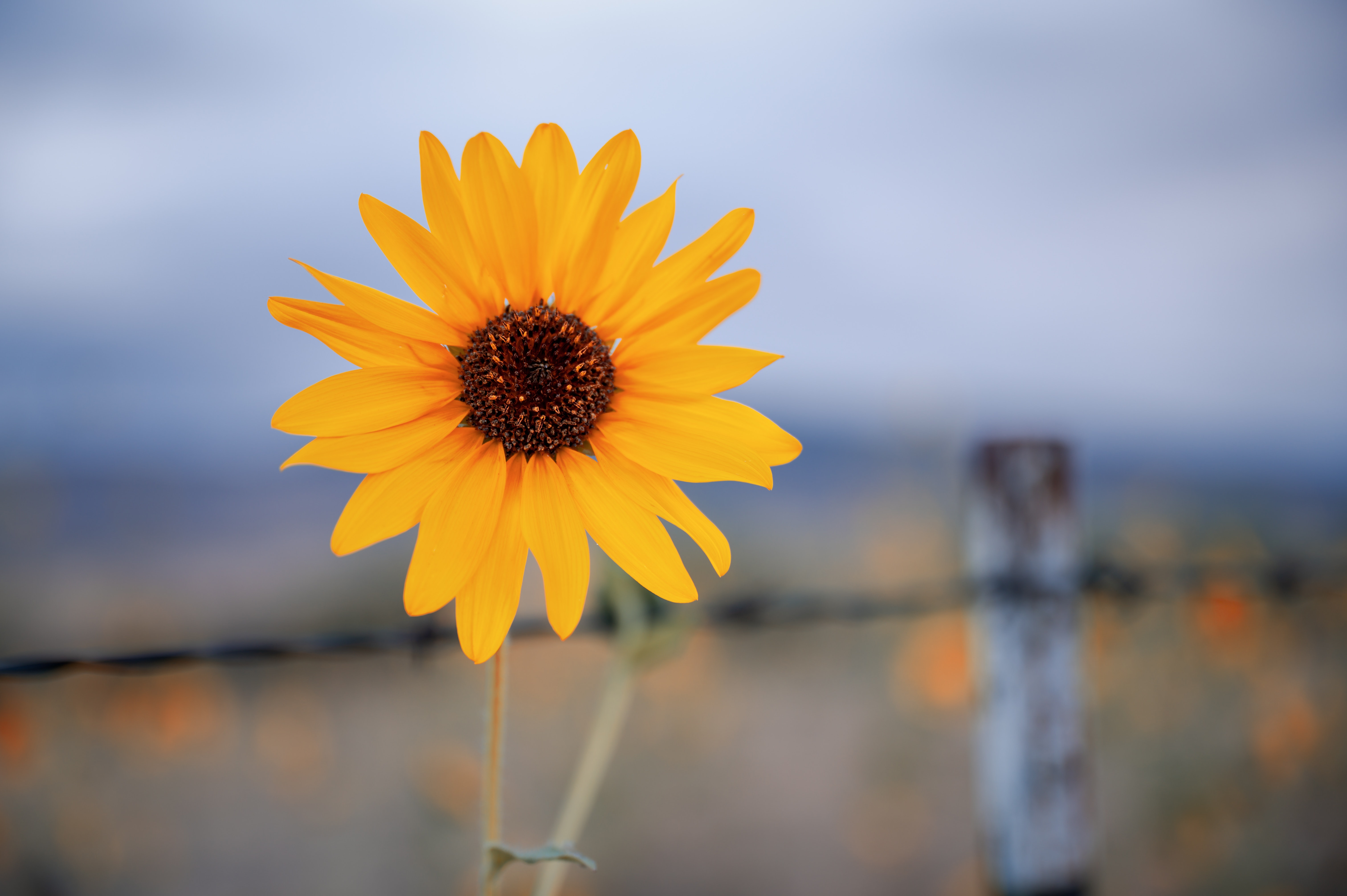 Bright yellow flower in field · Free
