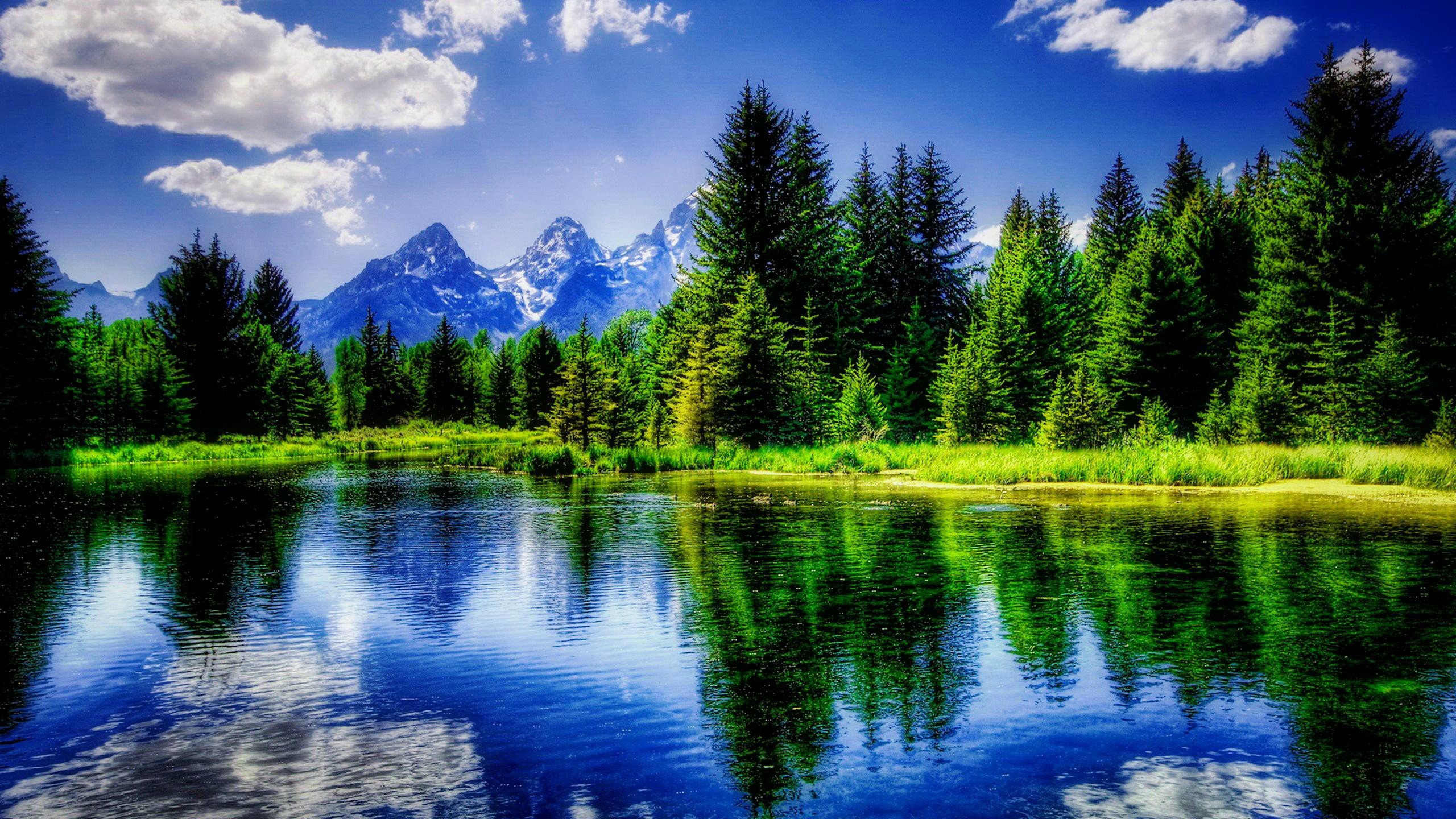 Reflections Nature Tranquil Beautiful Trees HD wallpaper