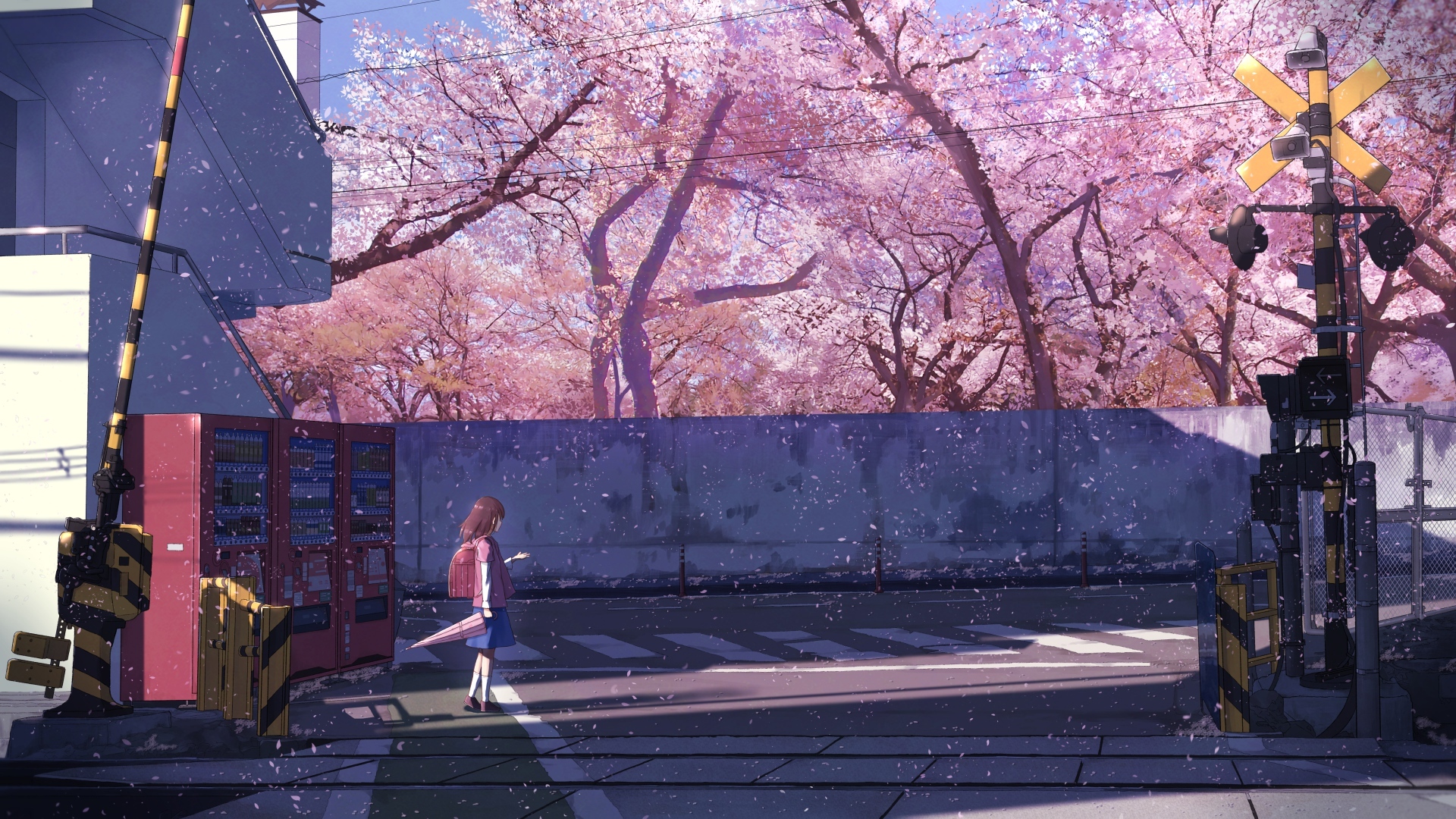 Wallpaper Scenery, Trees, Sakura Blossom, Anime School Girl, Spring:1920x1080