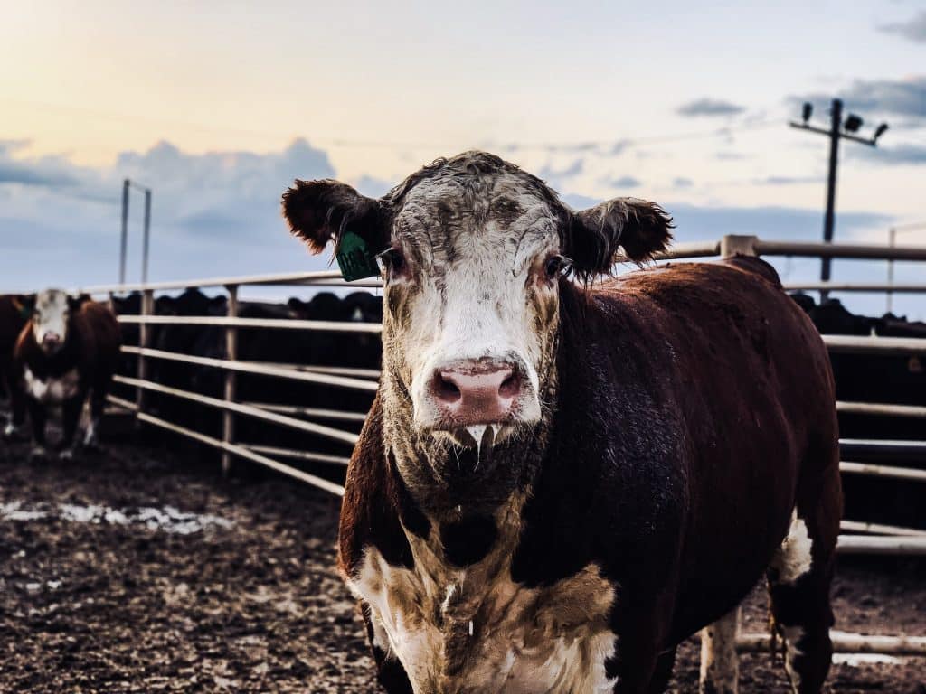 Fat Cows Wallpapers - Wallpaper Cave