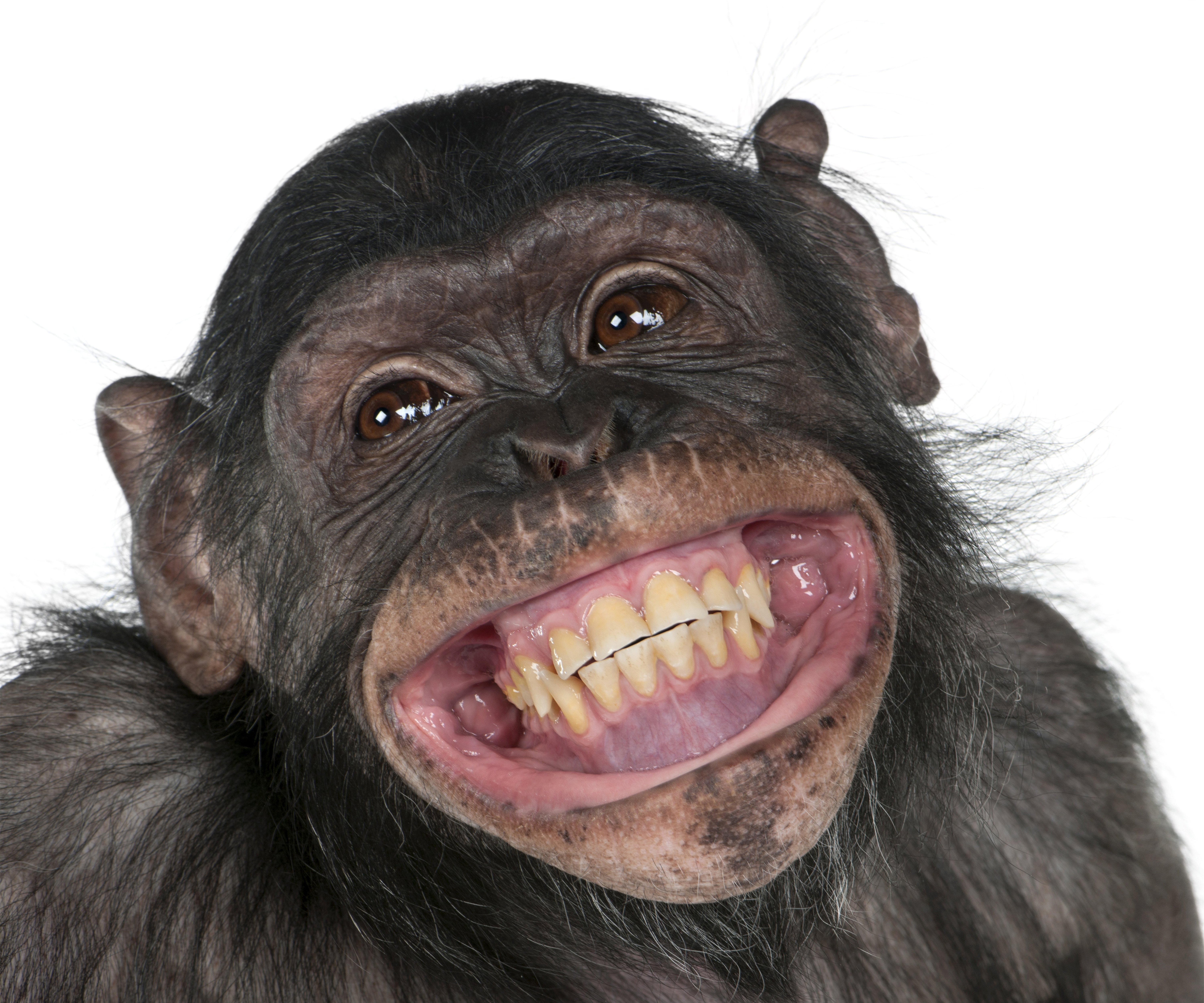 monkey, Snout, Teeth, Smile, Animals Wallpaper HD / Desktop and Mobile Background