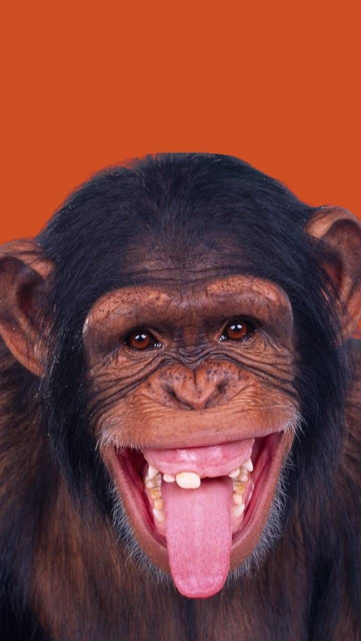 Lol!. Funny monkey picture, Monkey picture, Monkeys funny